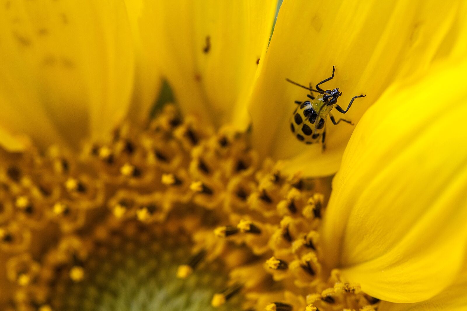 Canon EOS 5D Mark II sample photo. Spotted cucumber beetle, beetle photography