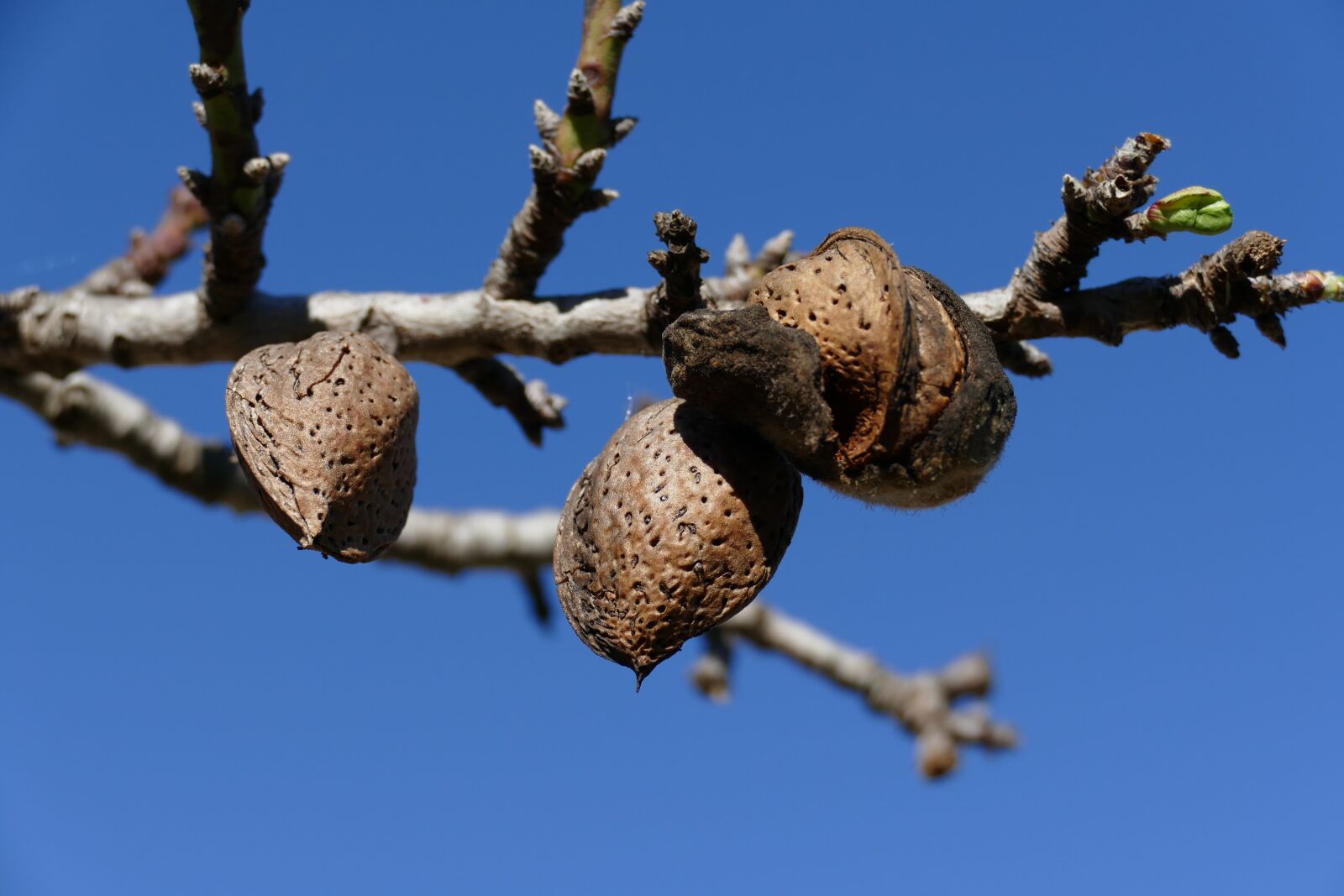 Panasonic Lumix DMC-FZ1000 sample photo. Nut, almond, almond tree photography