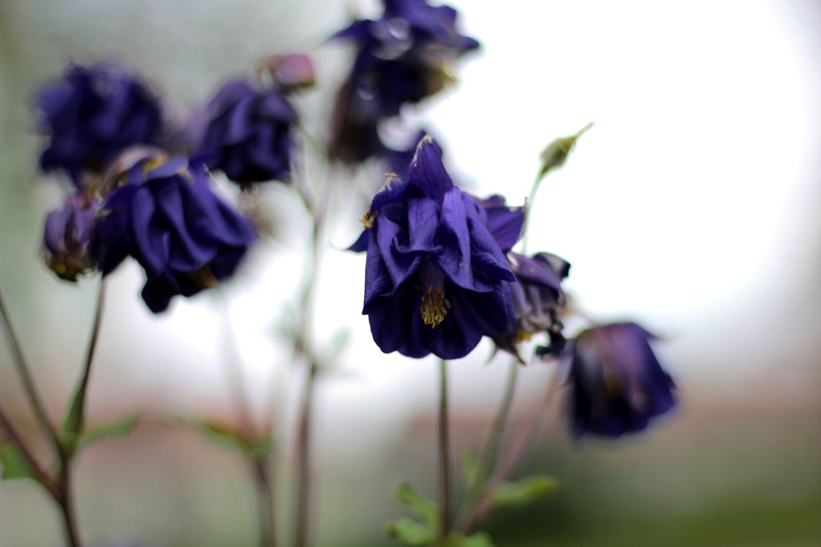 Canon EOS 600D (Rebel EOS T3i / EOS Kiss X5) + Canon EF 50mm F1.8 STM sample photo. Akelei, blue, flower photography