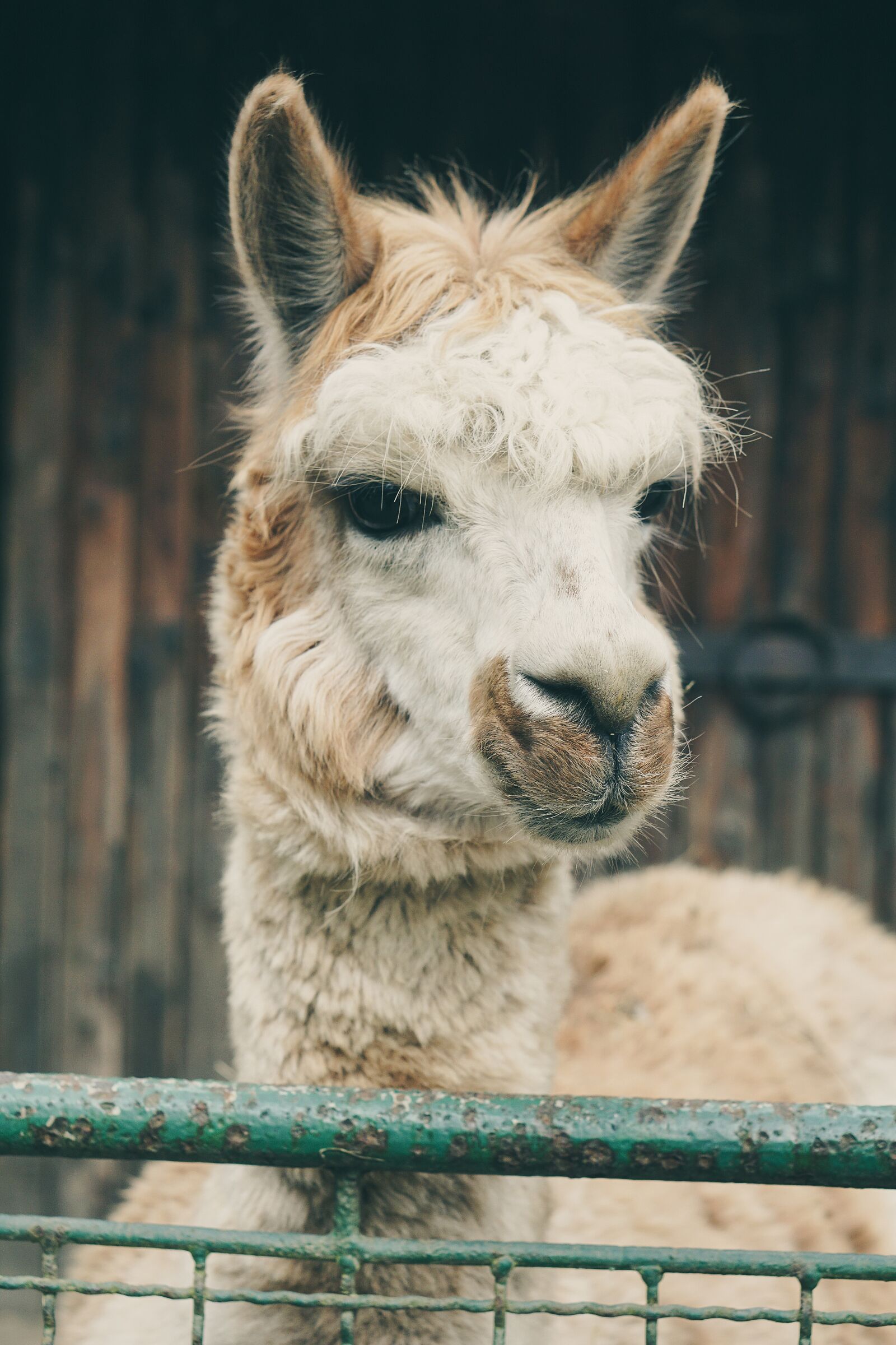 E 50mm F1.8 OSS sample photo. Lama, alpaca, captivity photography