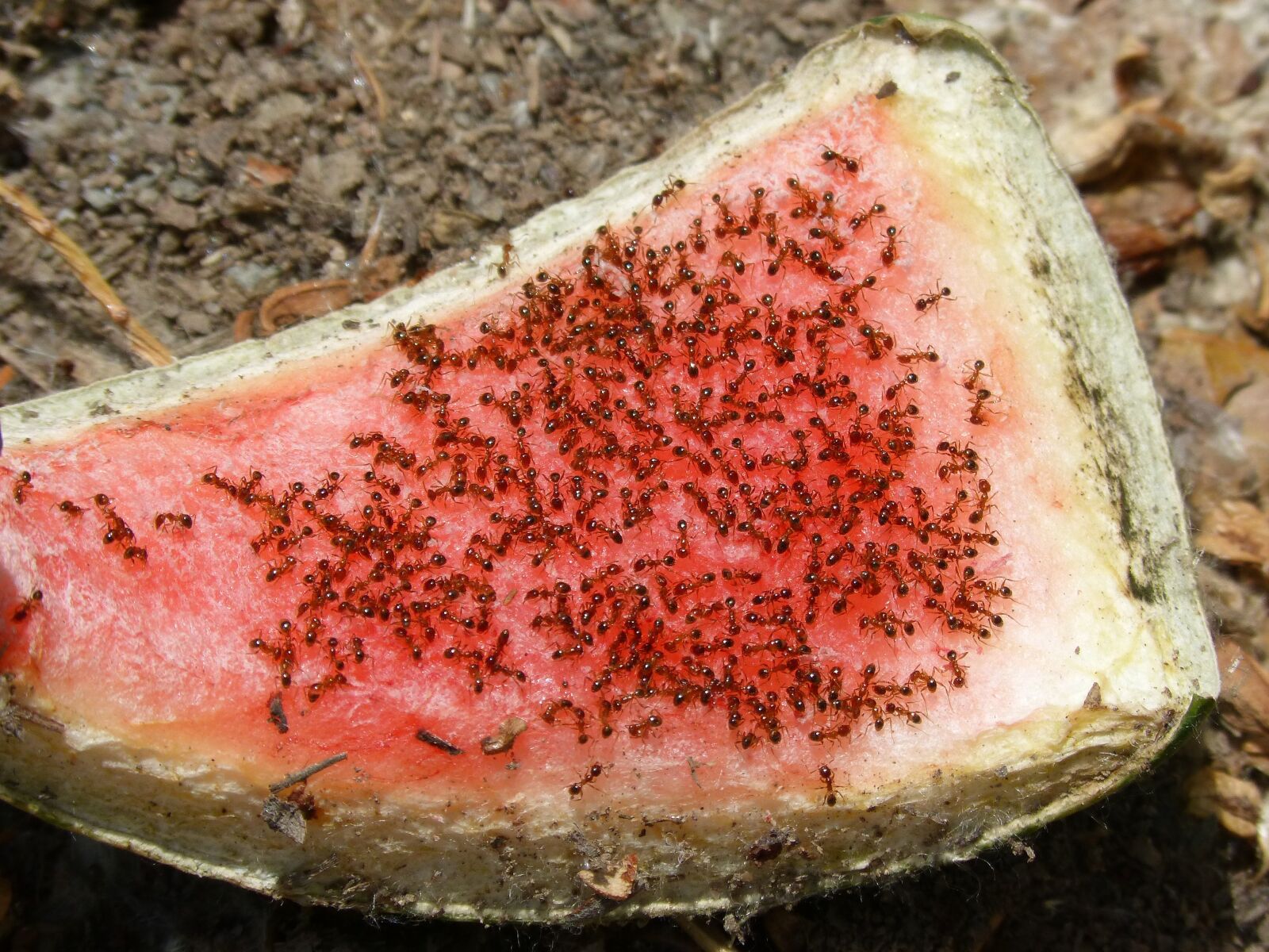 Panasonic DMC-FZ62 sample photo. Ants, red ants, recycle photography