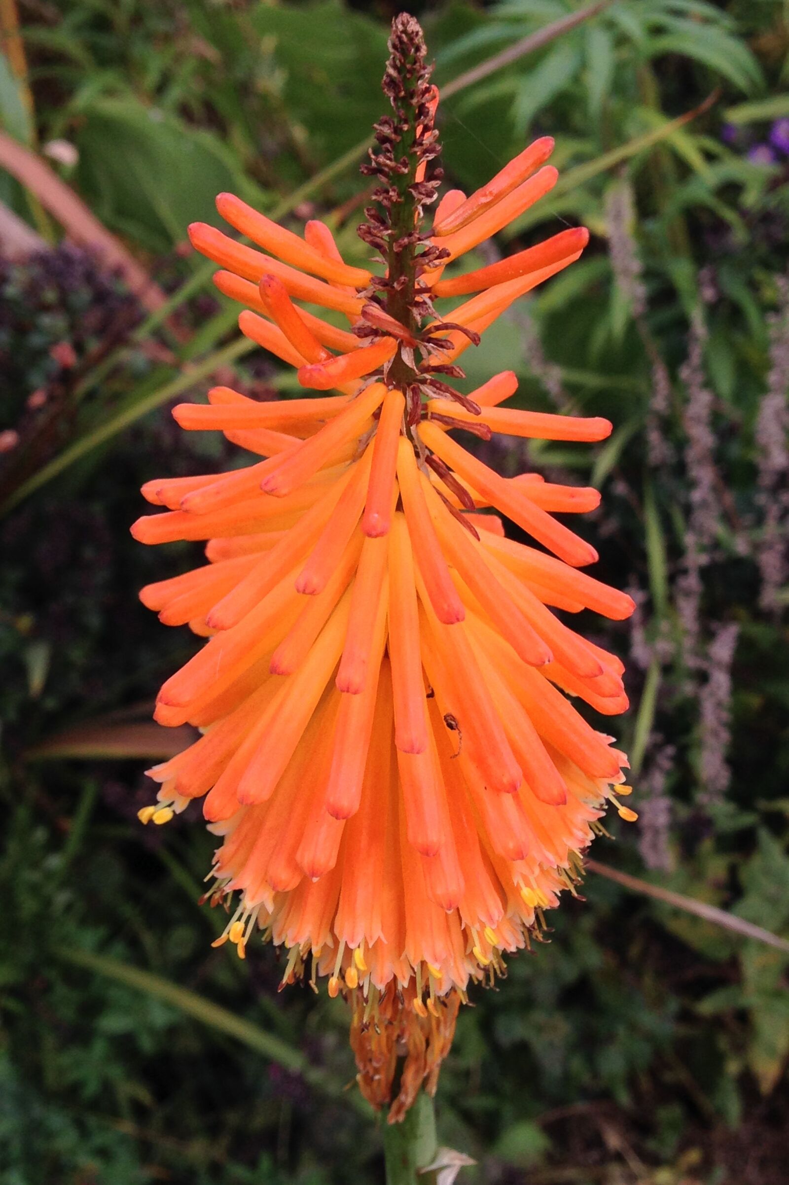 iPhone 5 back camera 4.12mm f/2.4 sample photo. Orange, spiky, flower photography
