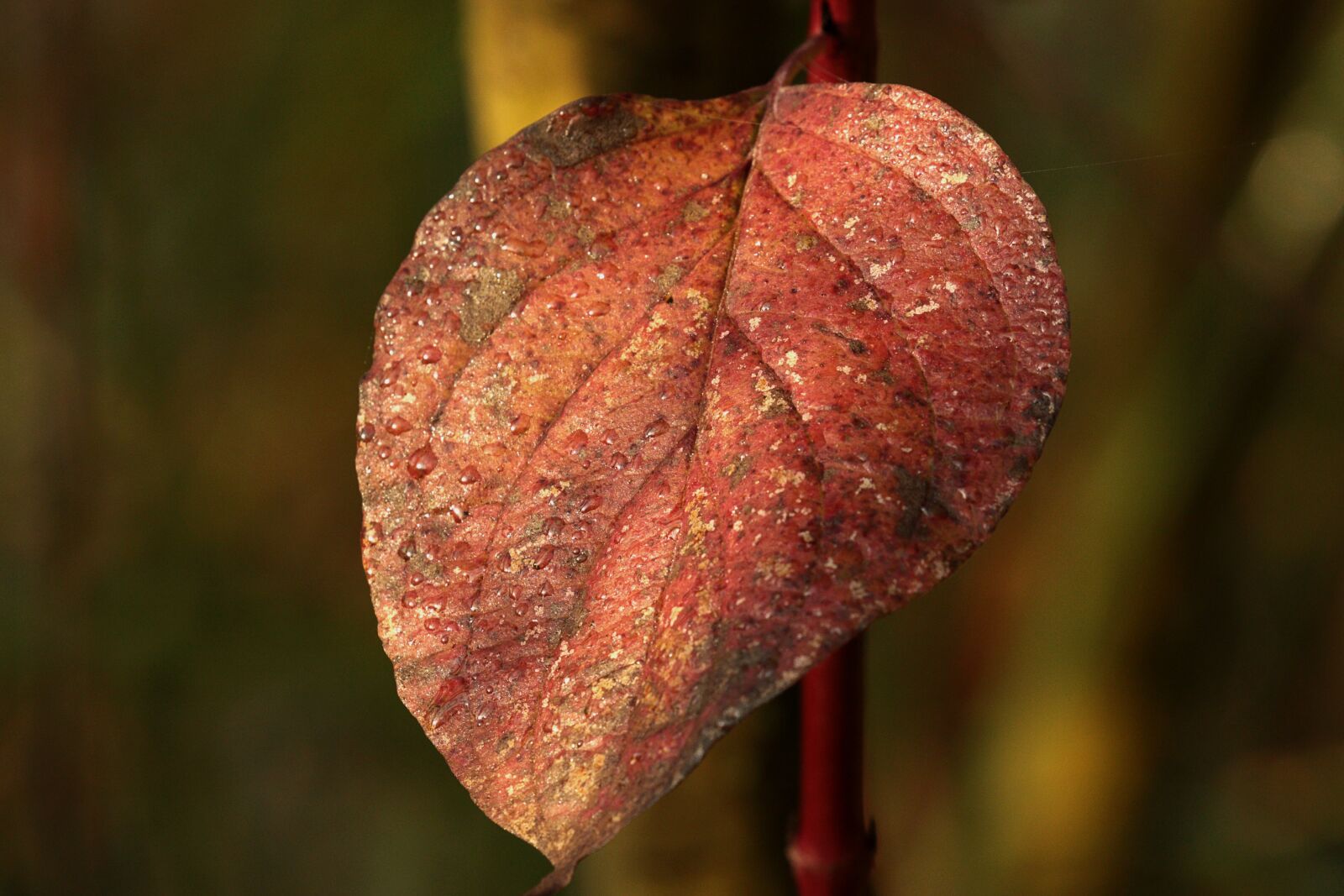 Canon EOS 7D Mark II sample photo. Leaf, color, autumn photography