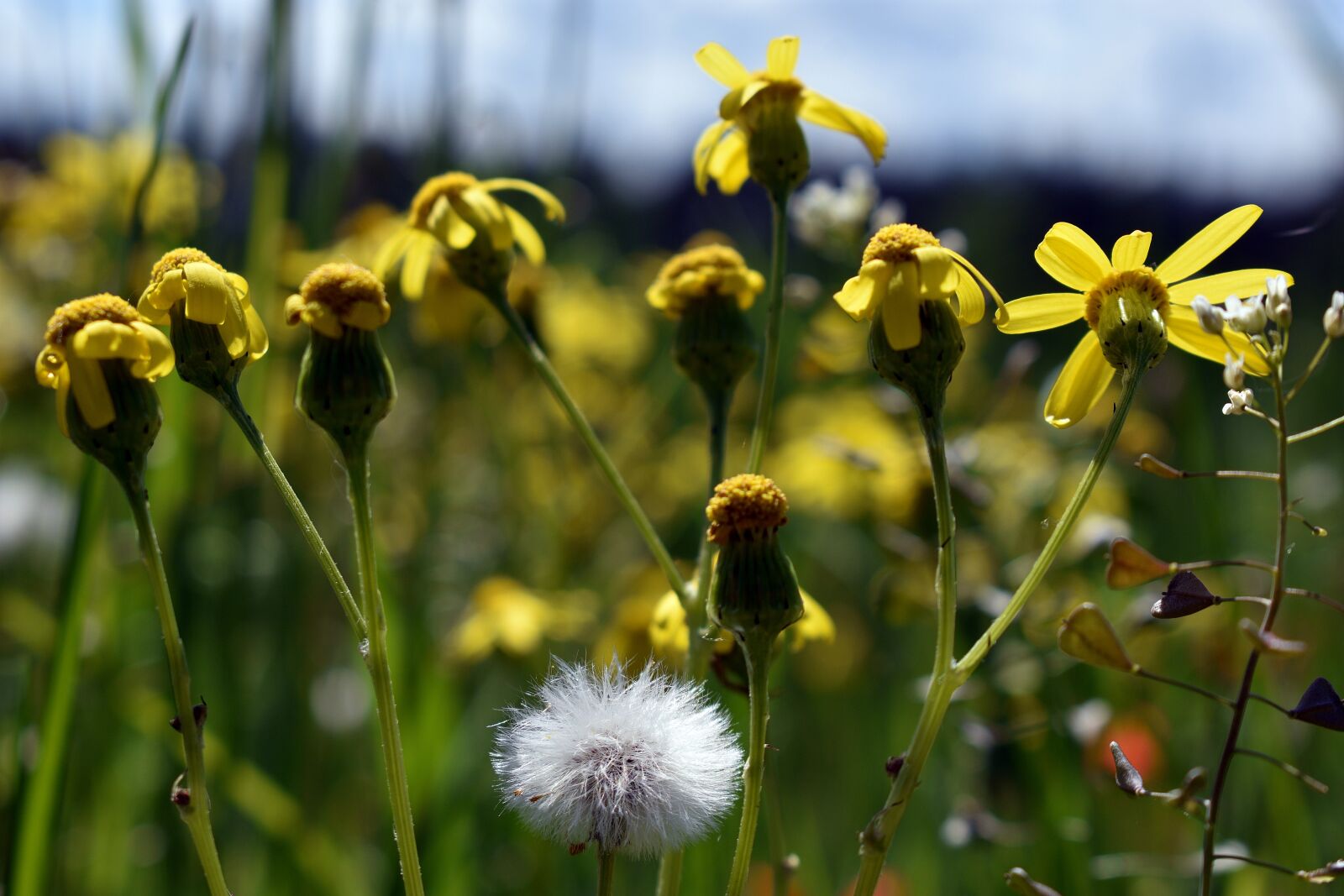 Nikon D3400 sample photo. Meadow, field, figure photography