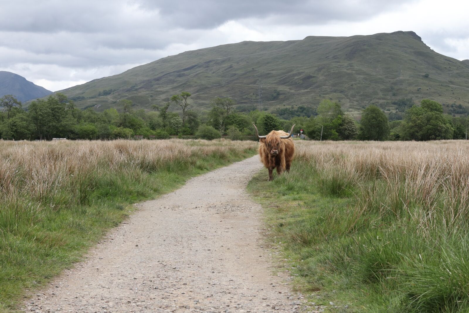 Canon EOS M50 (EOS Kiss M) sample photo. Scotland, nature, highlands photography