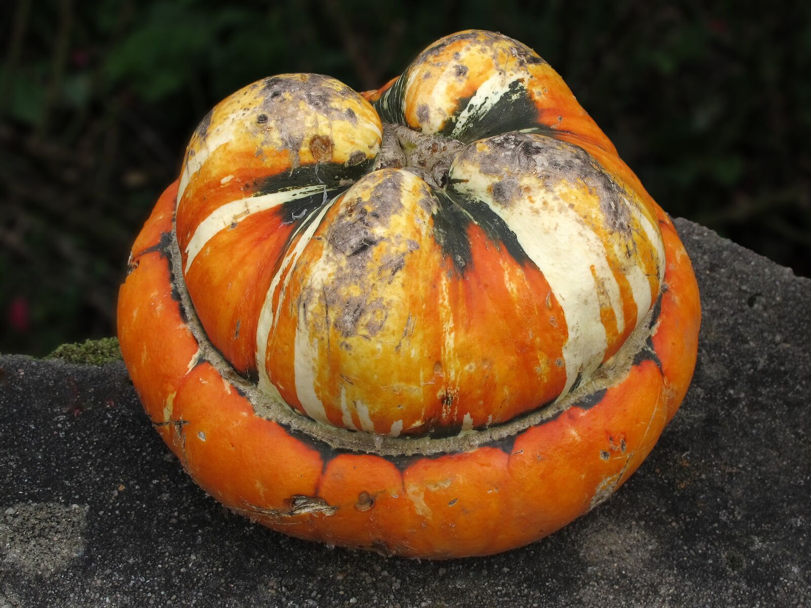 Canon PowerShot G12 sample photo. Pumpkin, gourd, autumn photography