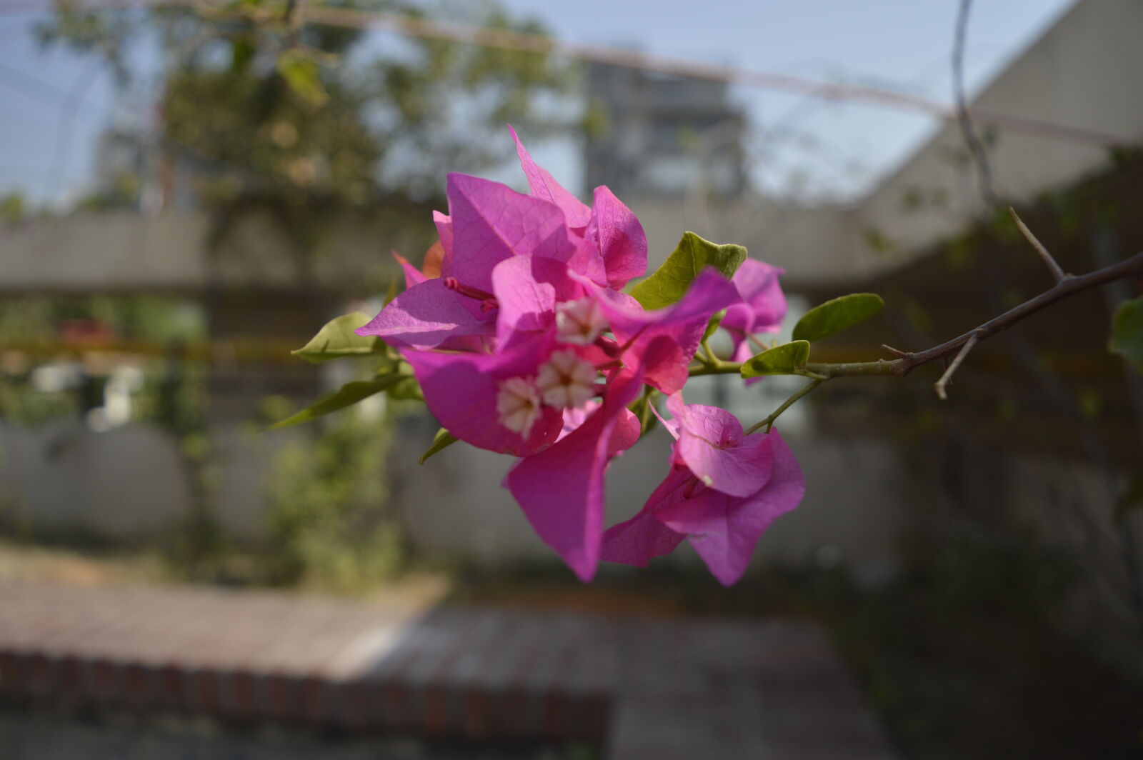 Nikon D3200 sample photo