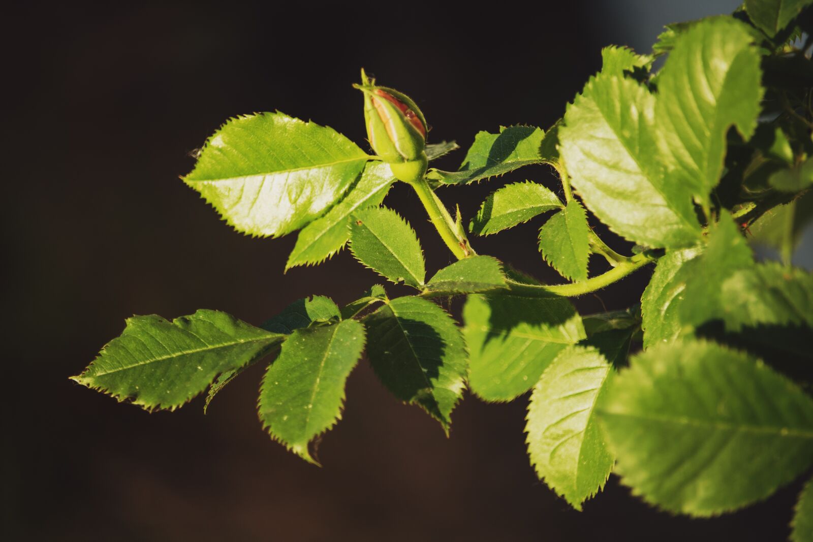 Canon EOS 700D (EOS Rebel T5i / EOS Kiss X7i) sample photo. Rose, summer, bud photography