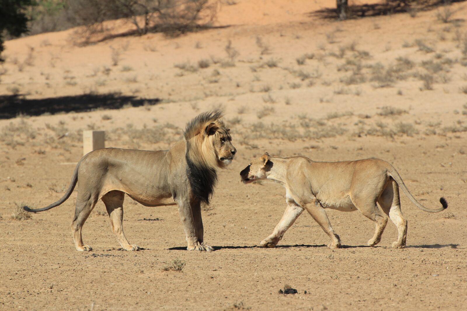 Canon EOS 550D (EOS Rebel T2i / EOS Kiss X4) sample photo. Lion, lioness, greeting photography