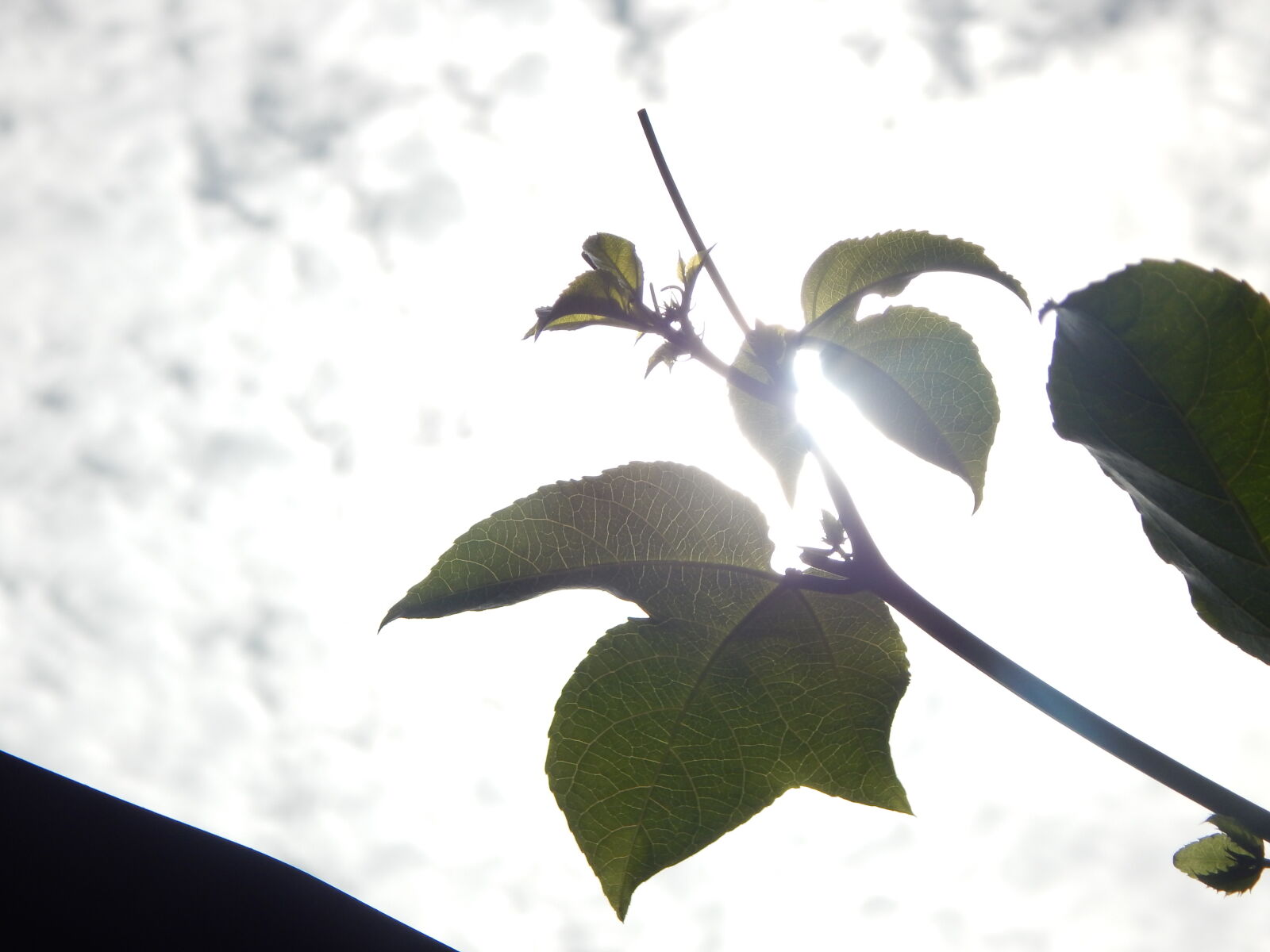 Nikon Coolpix L830 sample photo. Pants photography
