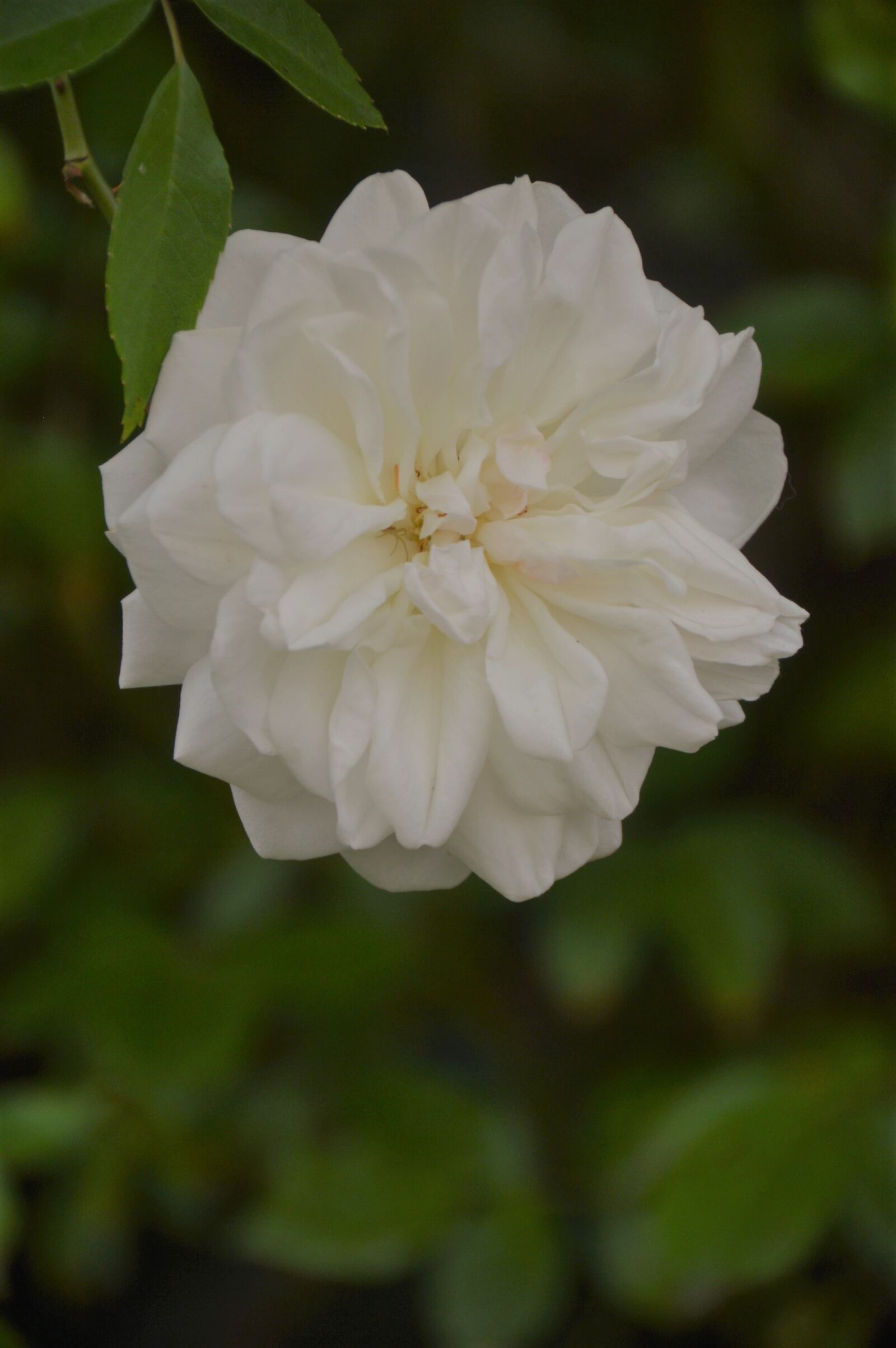 Nikon D3200 sample photo. Pink, rosebush, flower photography