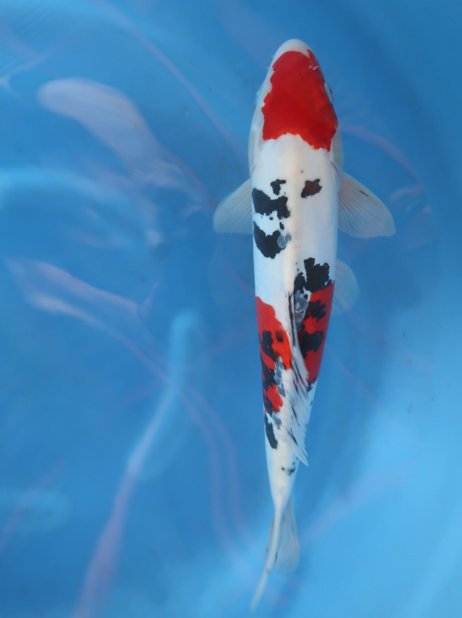 Canon PowerShot G7 X Mark II sample photo. Koi, fishes photography
