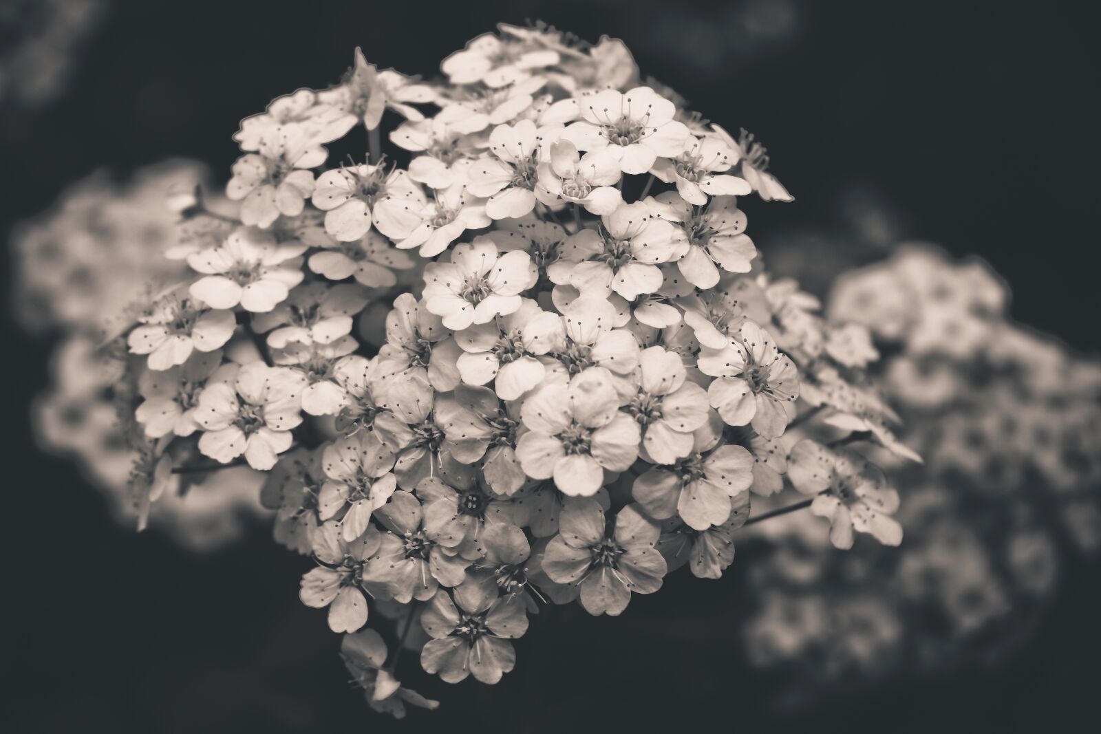 Nikon D3300 sample photo. Plant, firethorn, bush photography