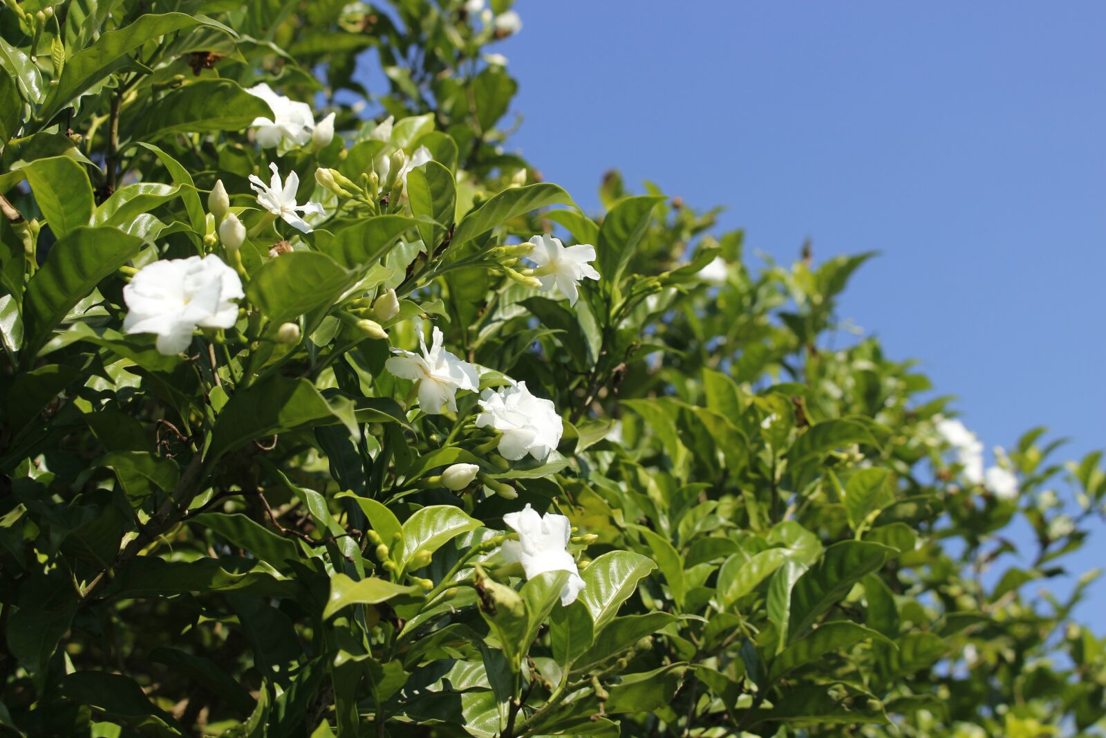 Canon EOS 700D (EOS Rebel T5i / EOS Kiss X7i) sample photo. Flora, leaf, tree photography