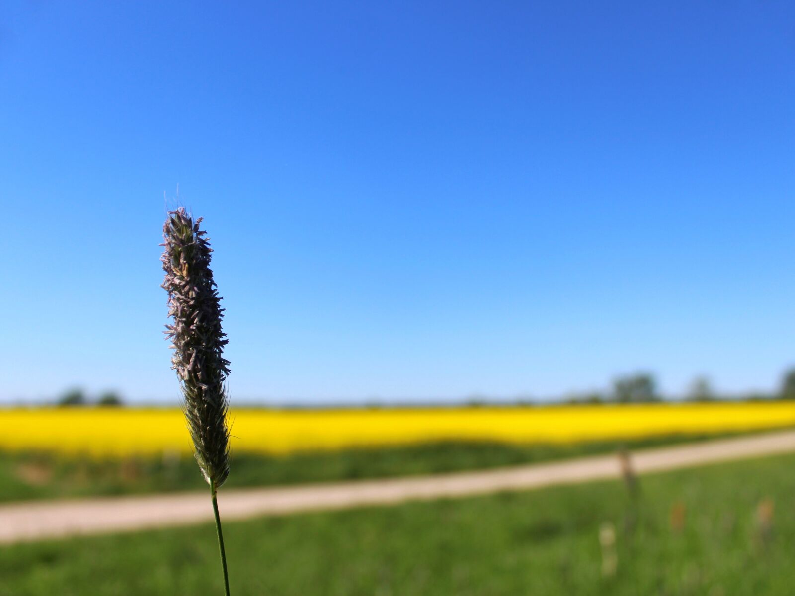 Canon EOS 1300D (EOS Rebel T6 / EOS Kiss X80) sample photo. Grass, landscape, oilseed rape photography