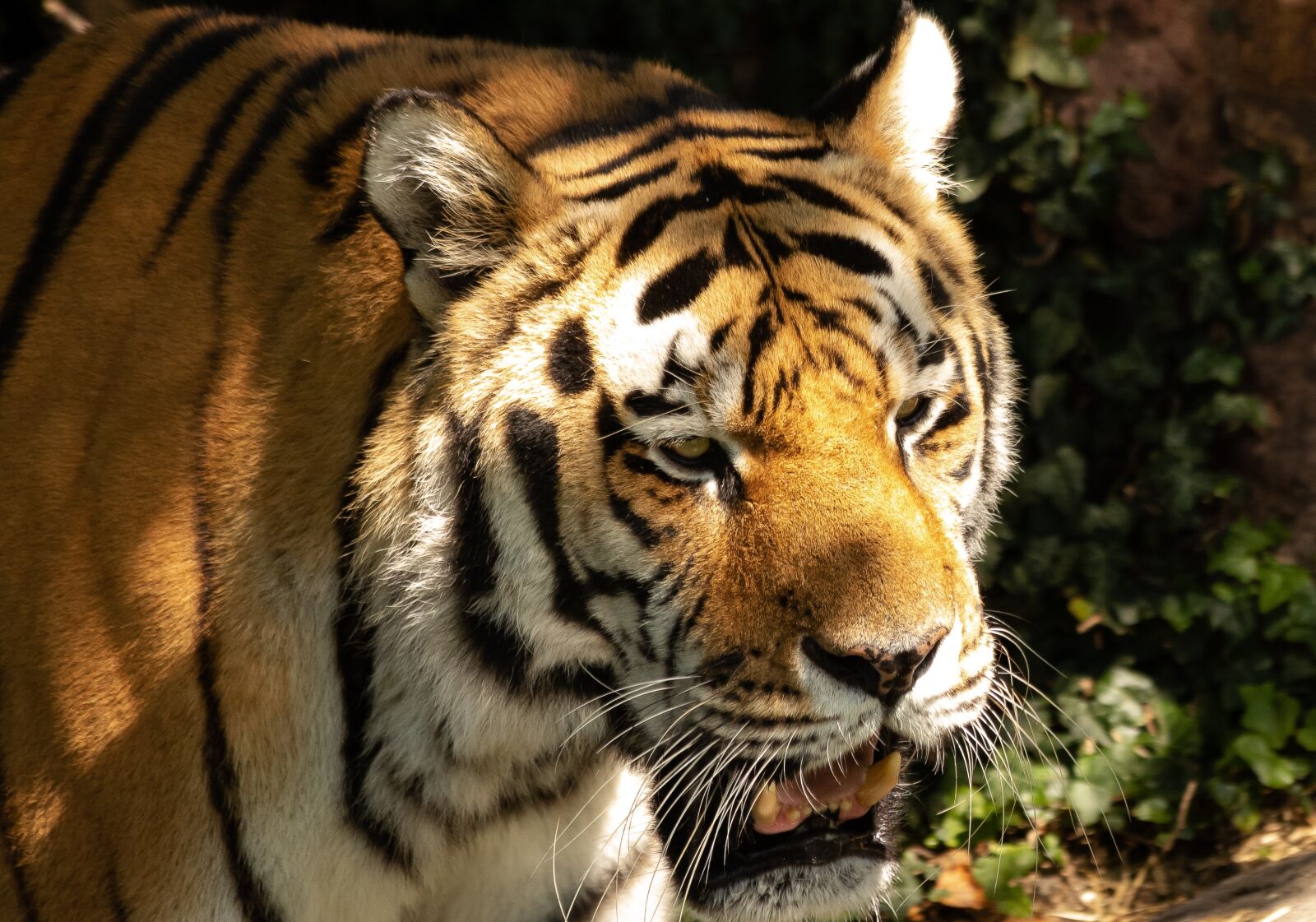 Canon EOS 6D Mark II sample photo. Tiger, feline, beast photography