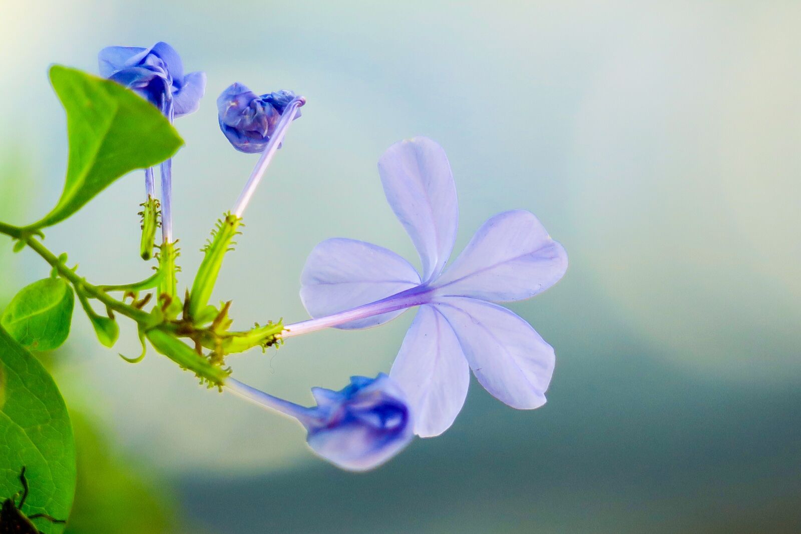 Canon PowerShot G3 X sample photo. Blue flower dan, flower photography