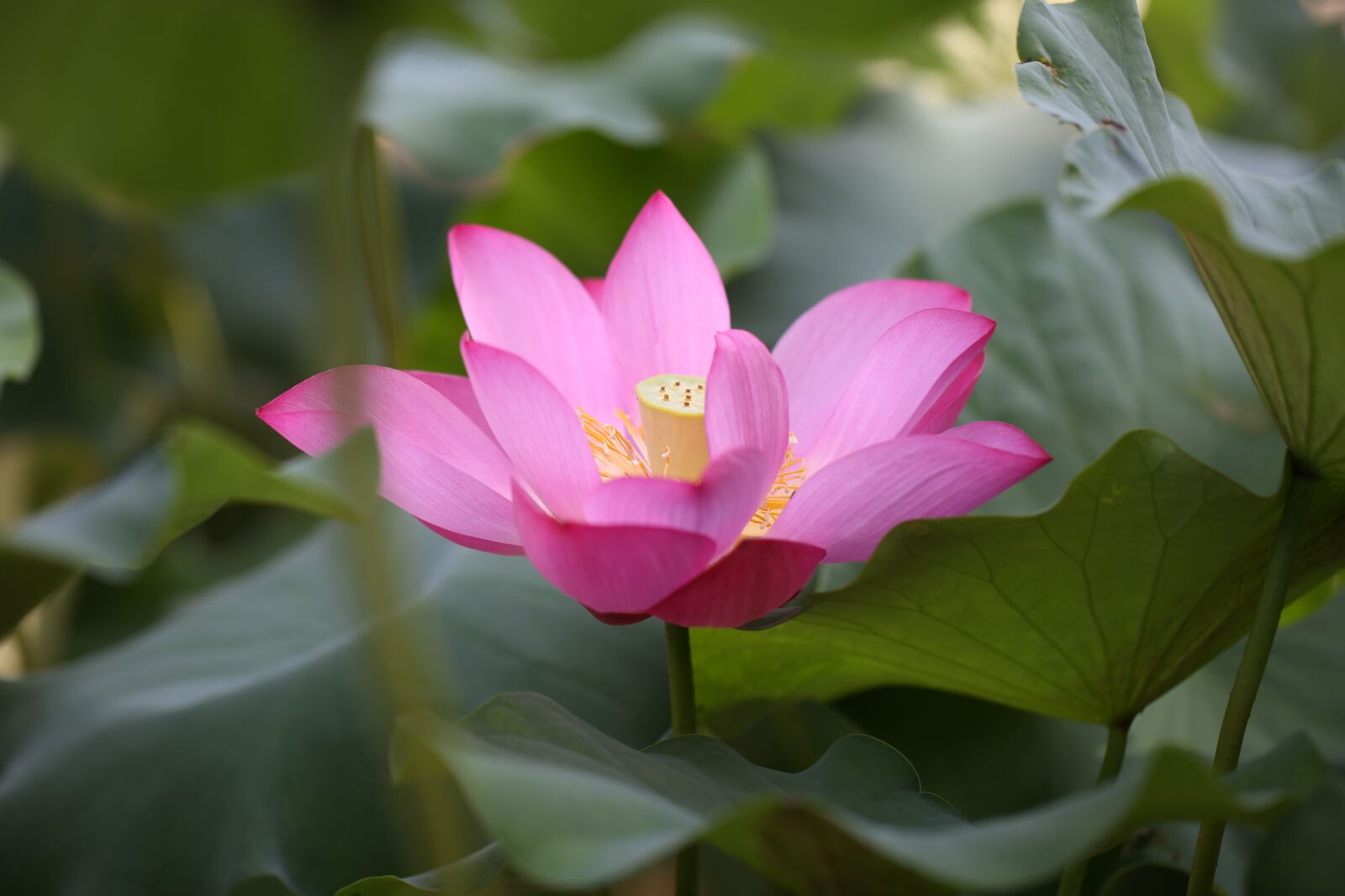Canon EF 100mm F2.8L Macro IS USM sample photo. Lotus, festival, flowers photography