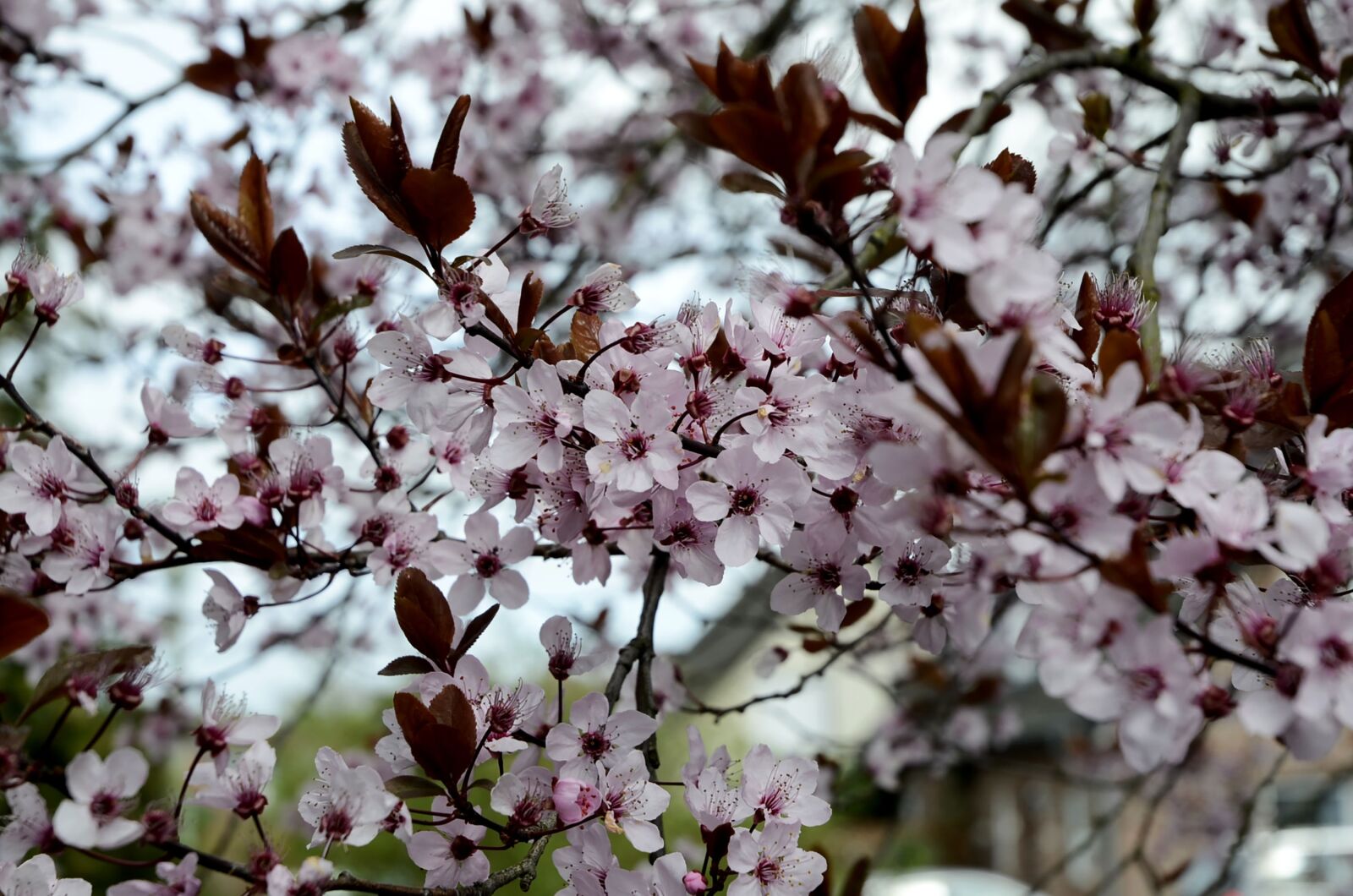 Nikon D7000 sample photo. Beech, pink, pink flowers photography