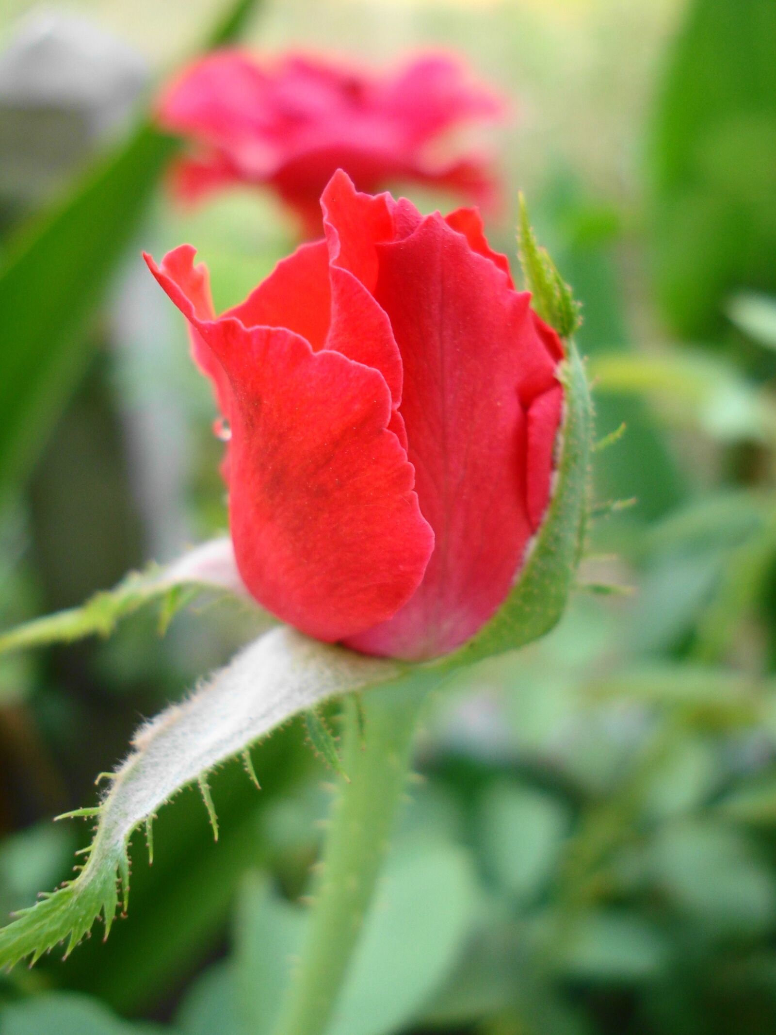 Sony DSC-W35 sample photo. Red rose, rose, flowers photography