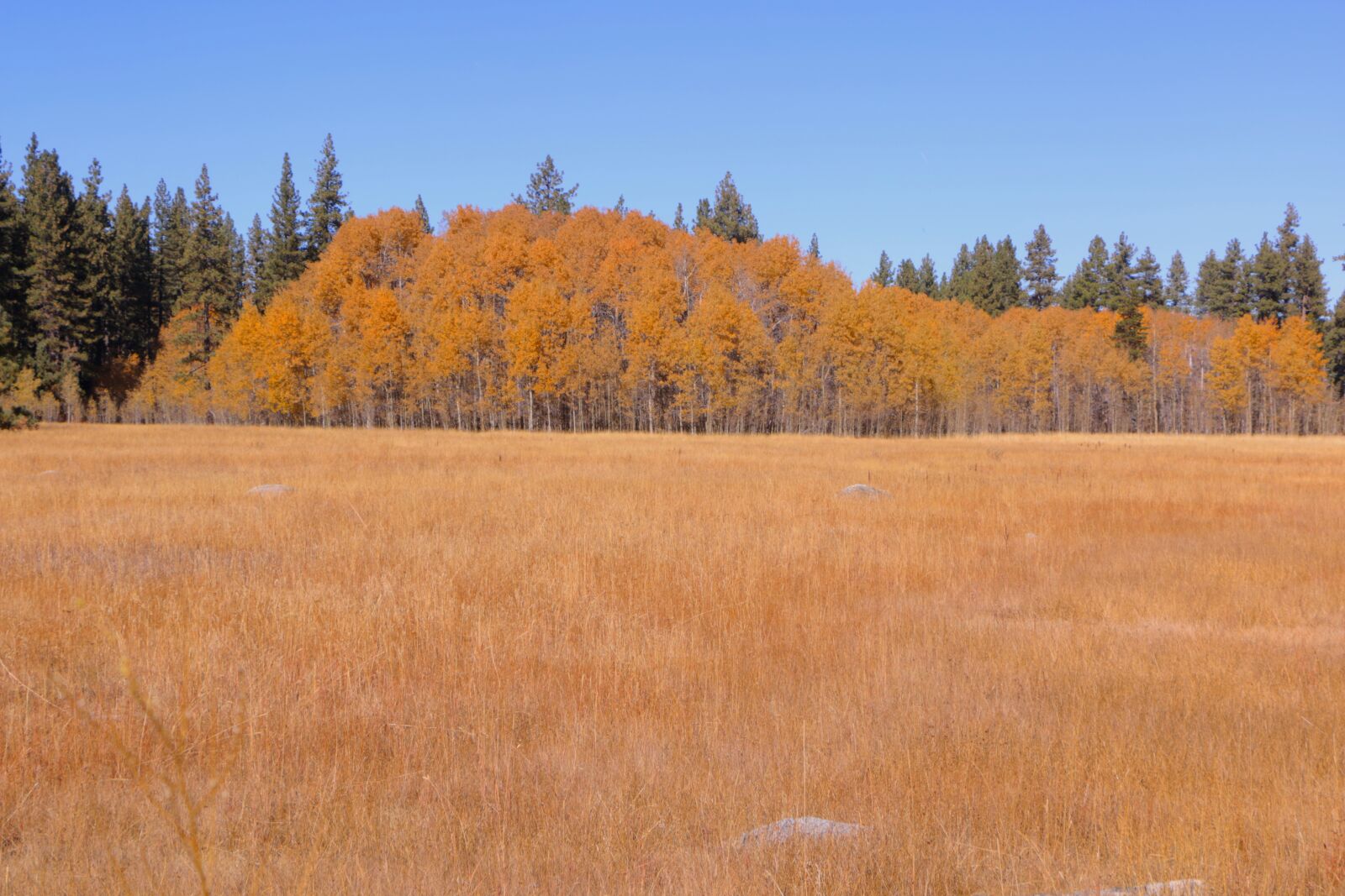 Canon EOS 70D sample photo. Autumn, nature, trees photography