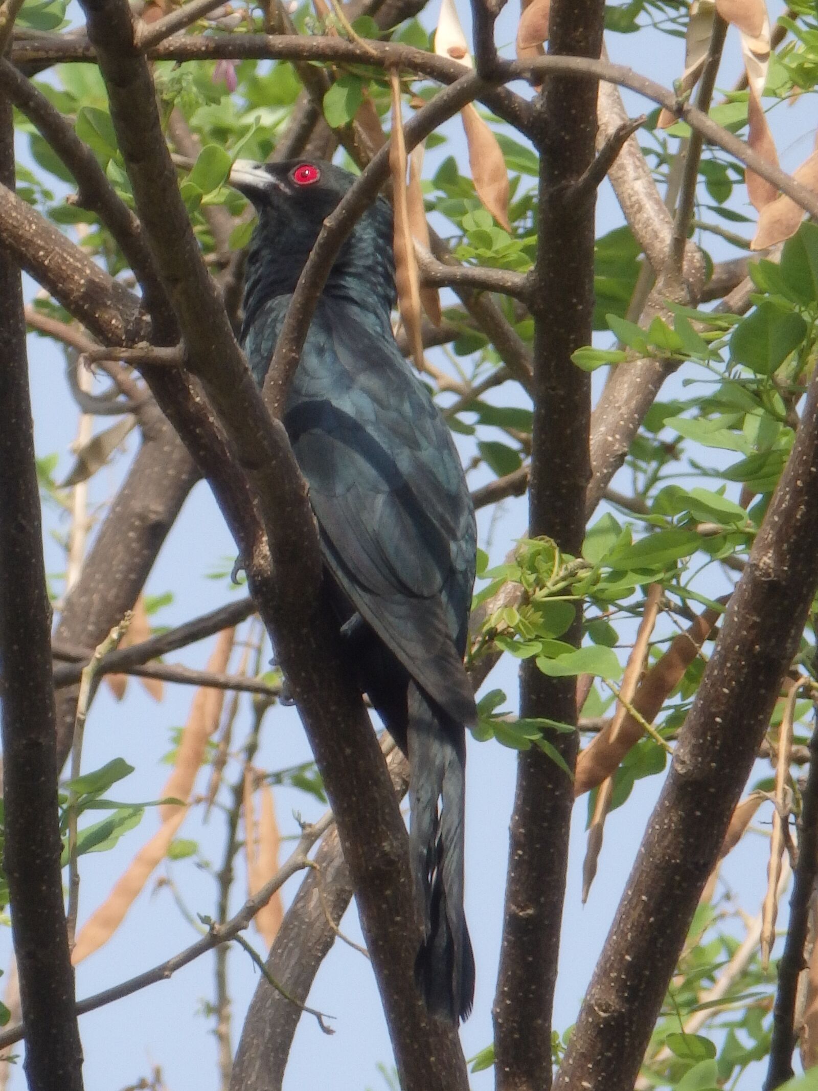 Olympus SZ-16,DZ-105 sample photo. Koel, asian, bird photography