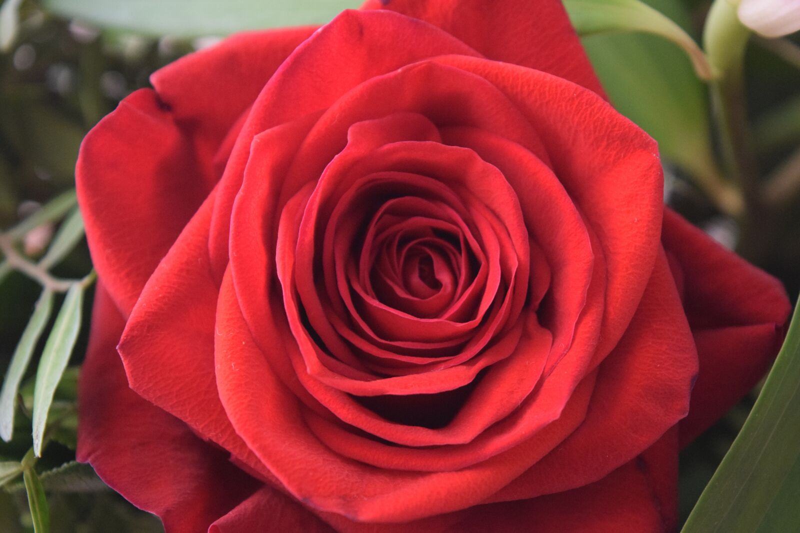 Nikon D3300 sample photo. Rose, plant, flower photography