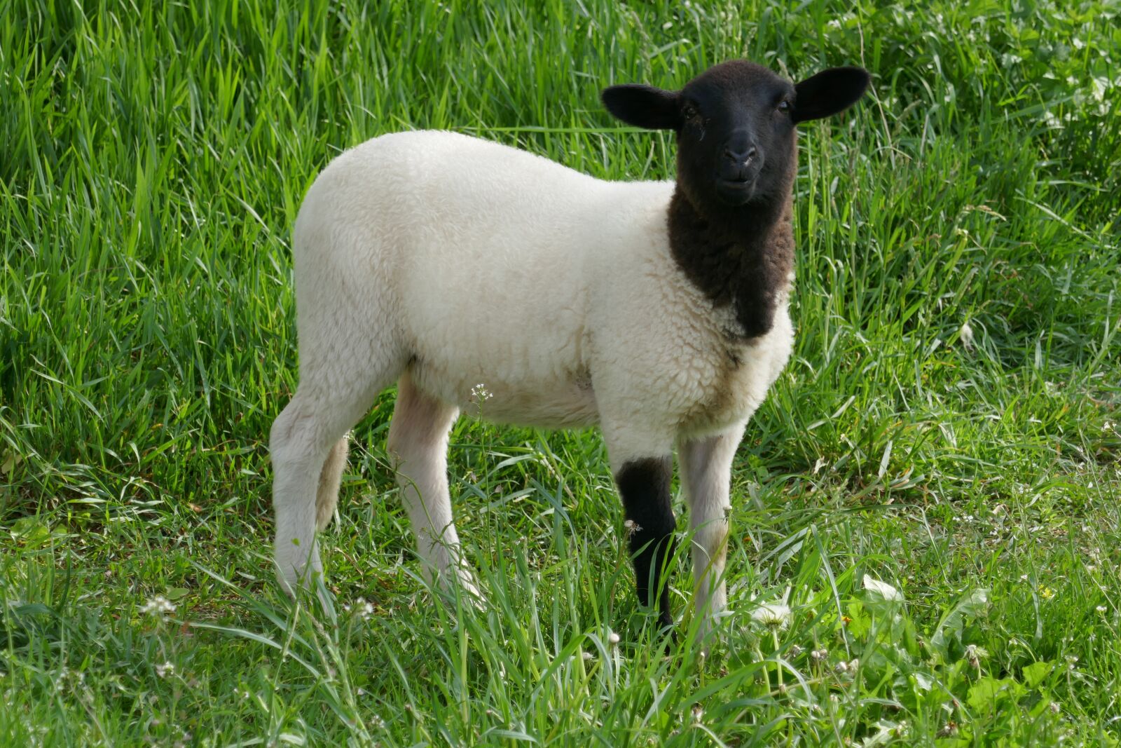 Panasonic DMC-TZ101 sample photo. Sheep, lamb, animals photography