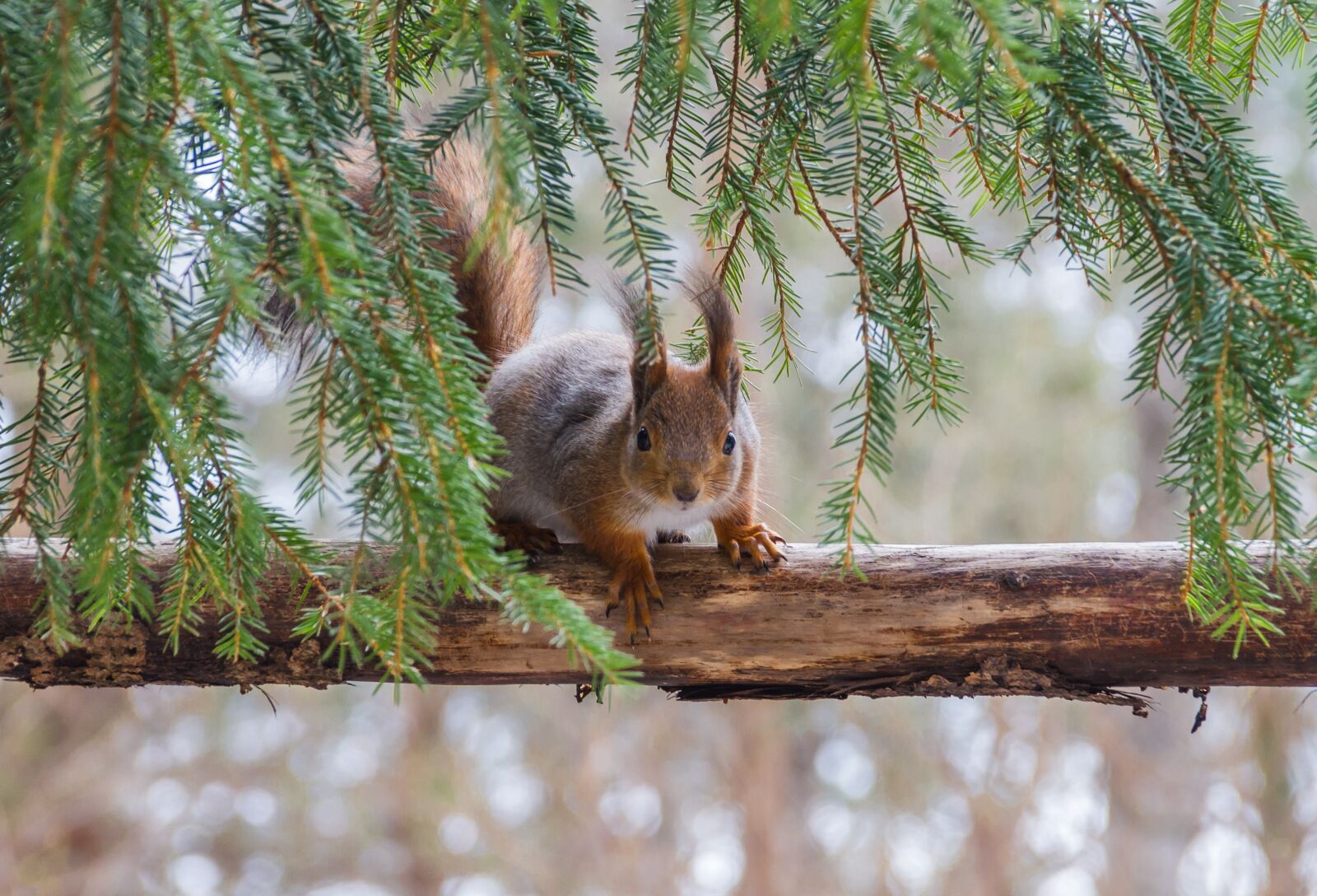 Canon EOS 7D sample photo. Tree, squirrel, animal photography