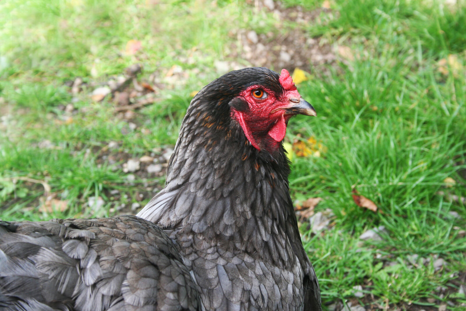 Canon EOS 350D (EOS Digital Rebel XT / EOS Kiss Digital N) sample photo. Animal, farming, bird, black photography