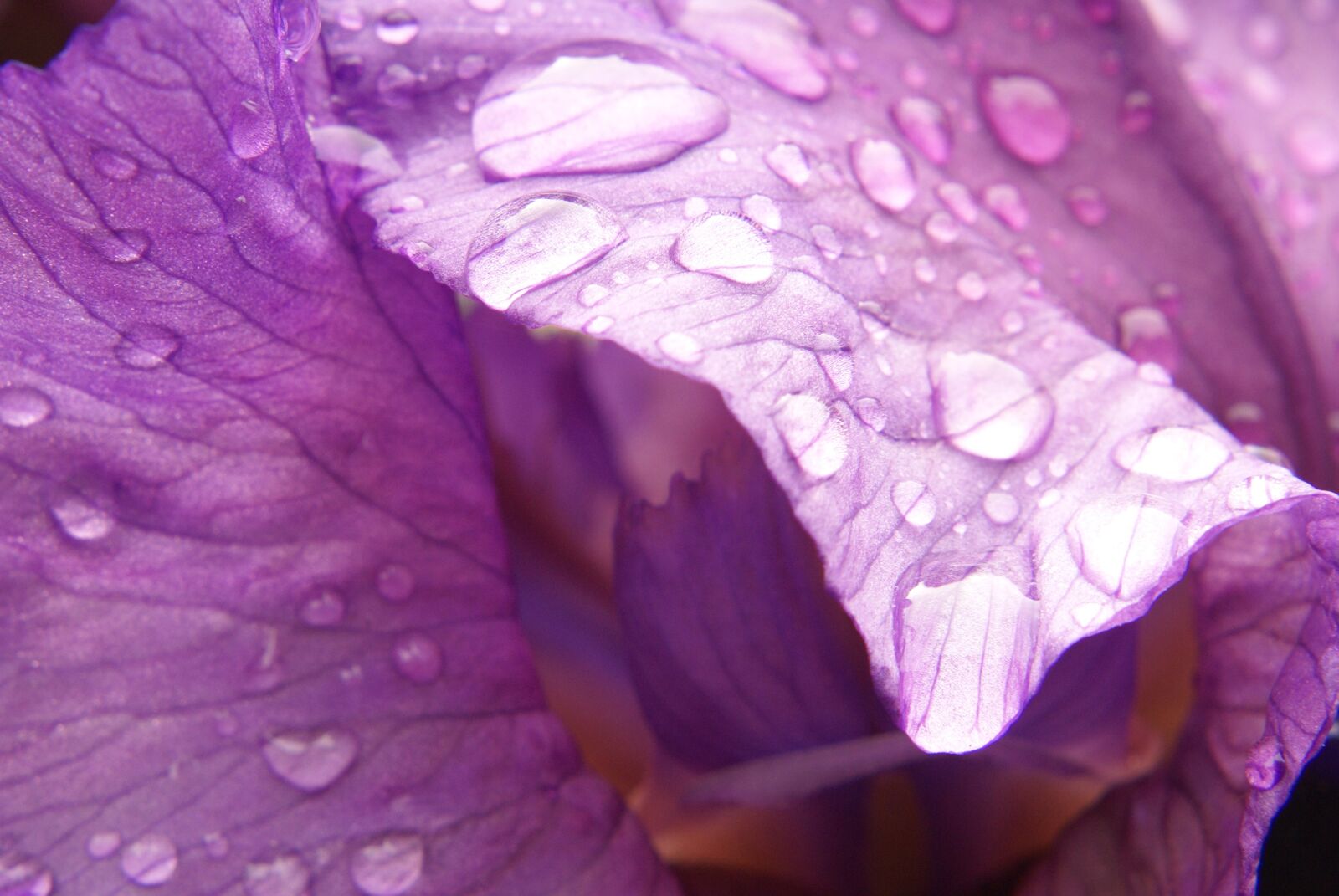 Sony Alpha DSLR-A100 sample photo. Iris, flower, raindrop photography