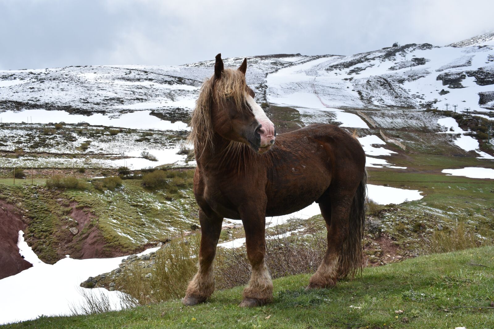 Nikon D3400 sample photo. Horse, snow, nature photography