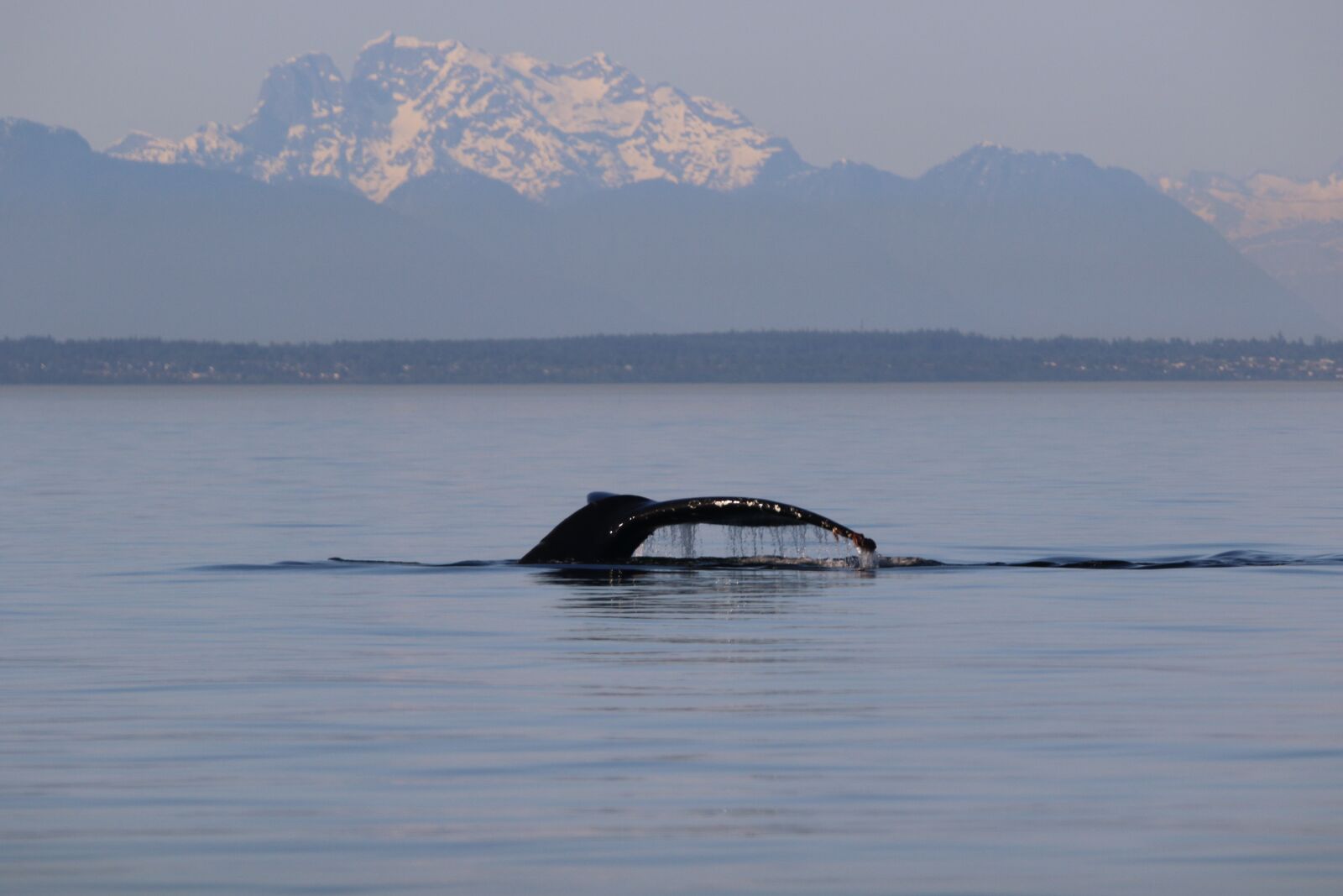 150-600mm F5-6.3 DG OS HSM | Contemporary 015 sample photo. Humpback, whale, west coast photography