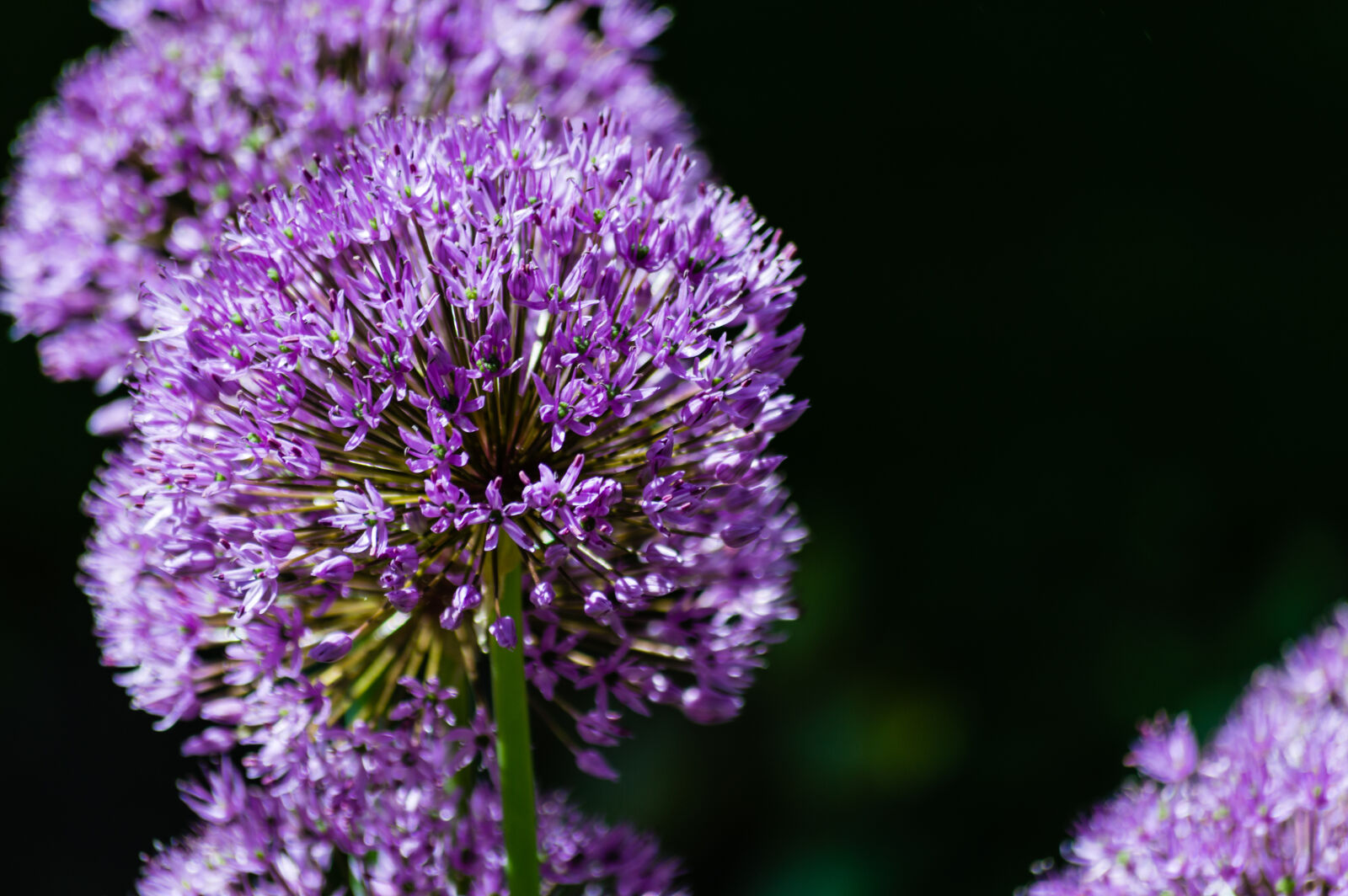 Nikon D3200 sample photo