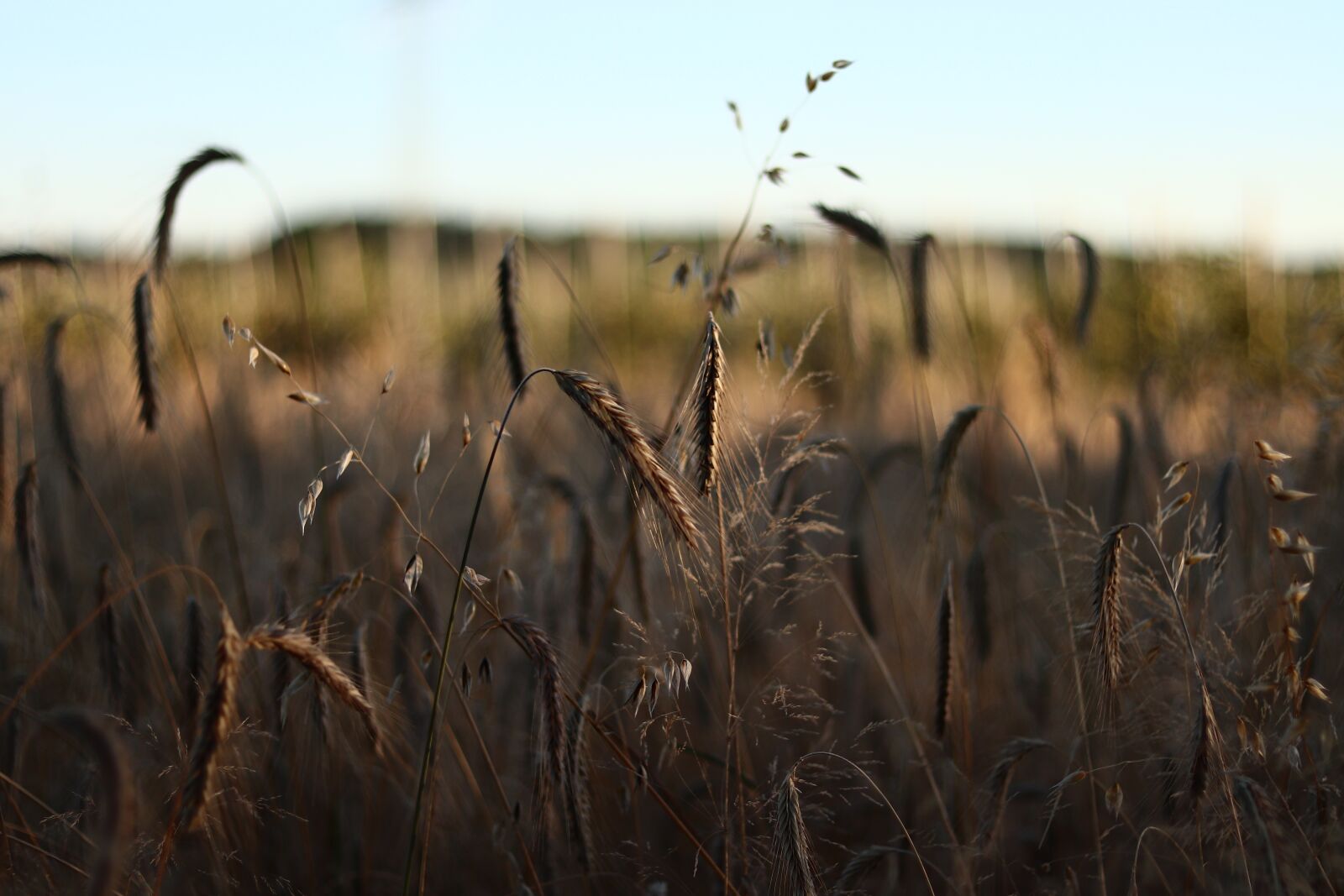 Canon EOS 800D (EOS Rebel T7i / EOS Kiss X9i) + Canon EF 50mm F1.8 STM sample photo. Barley, cereals, agriculture photography