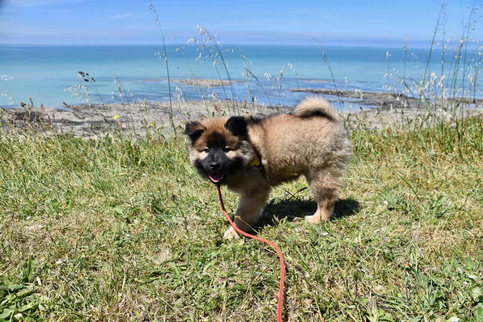 Nikon D5600 sample photo. Dog, puppy, pup photography
