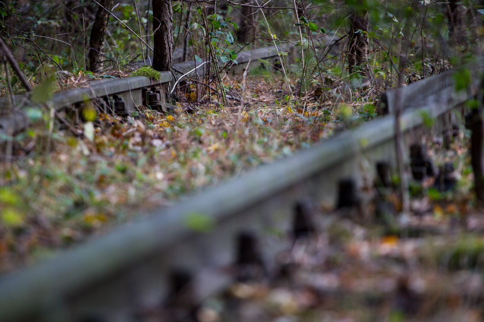 Canon EOS-1D Mark IV sample photo. Tracks, rails, forest photography