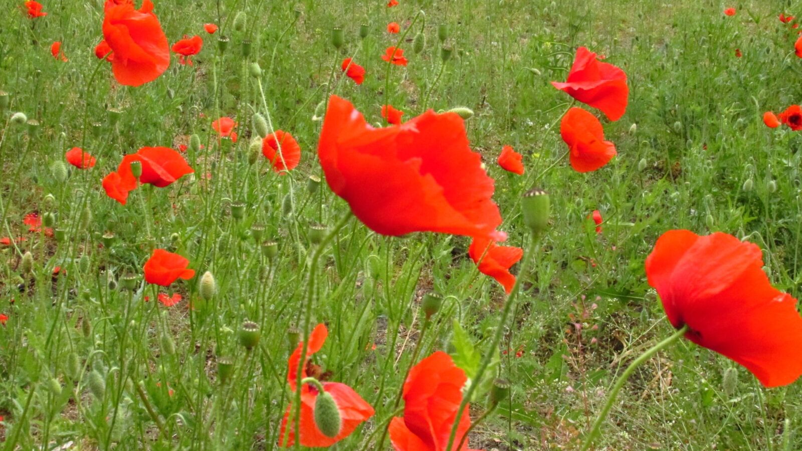 Canon PowerShot SX160 IS sample photo. Poppies, nature, meadow photography