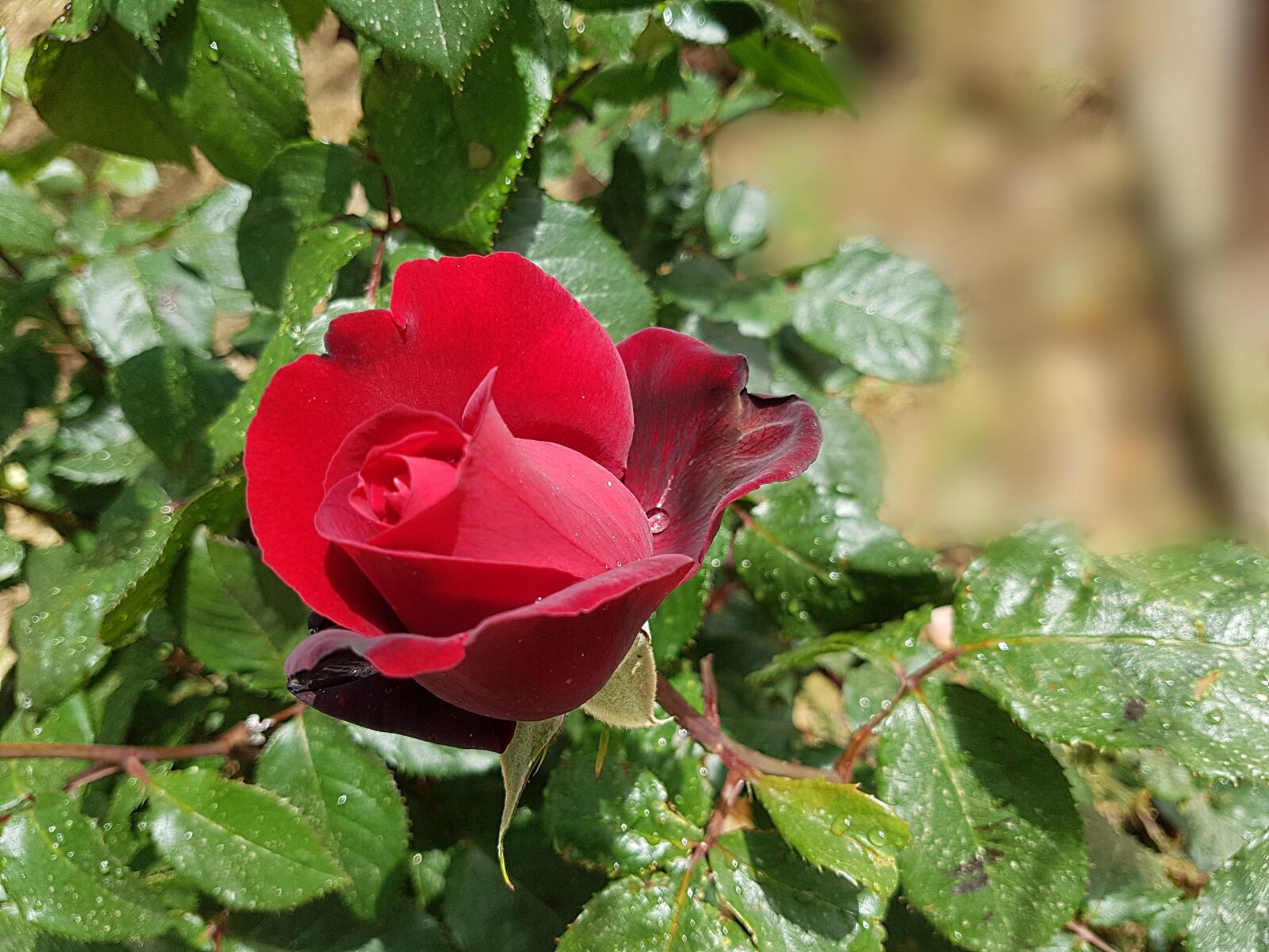 Samsung Galaxy S7 sample photo. Rose, flower, blossom photography