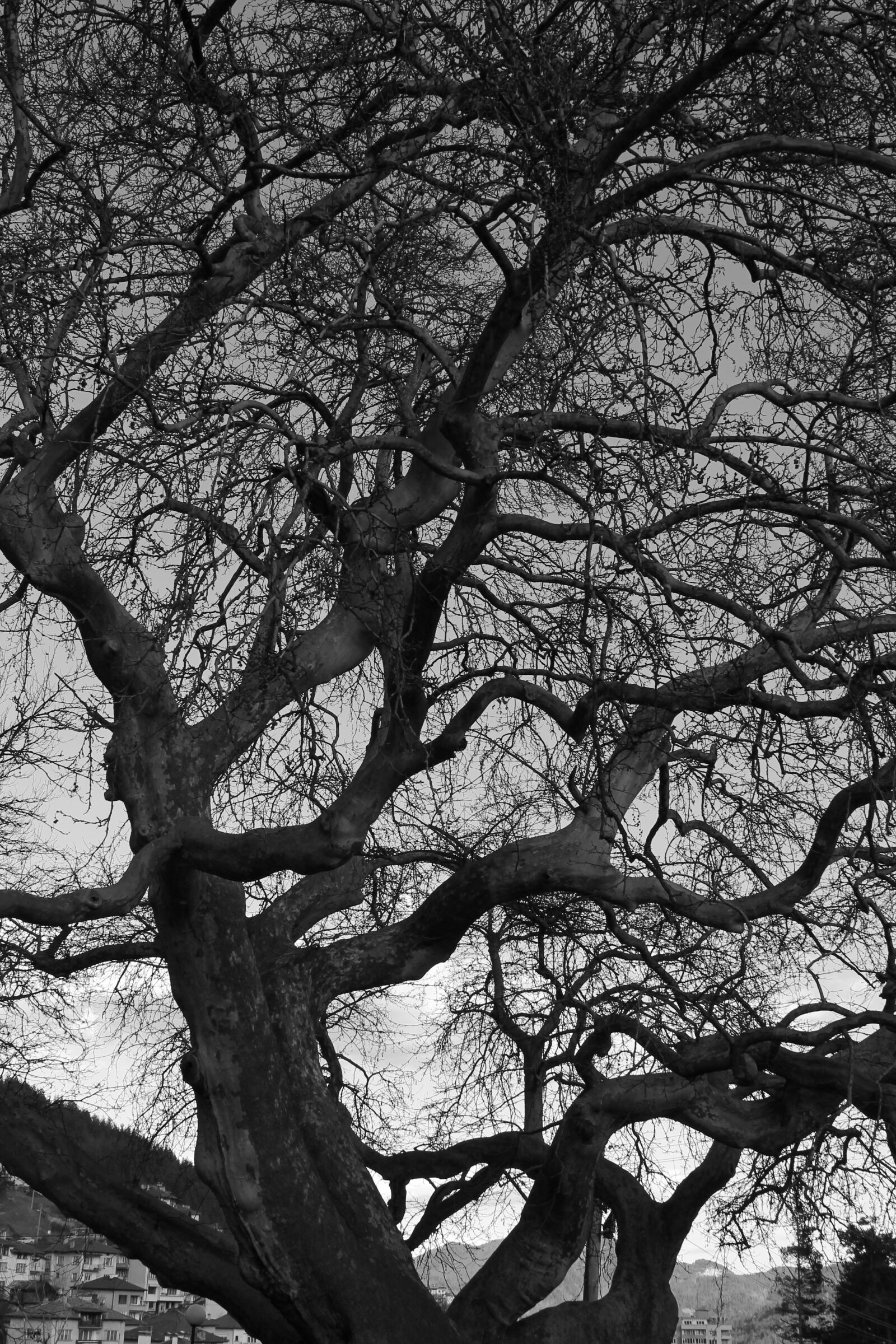 Canon EOS 1100D (EOS Rebel T3 / EOS Kiss X50) sample photo. Tree, black and white photography