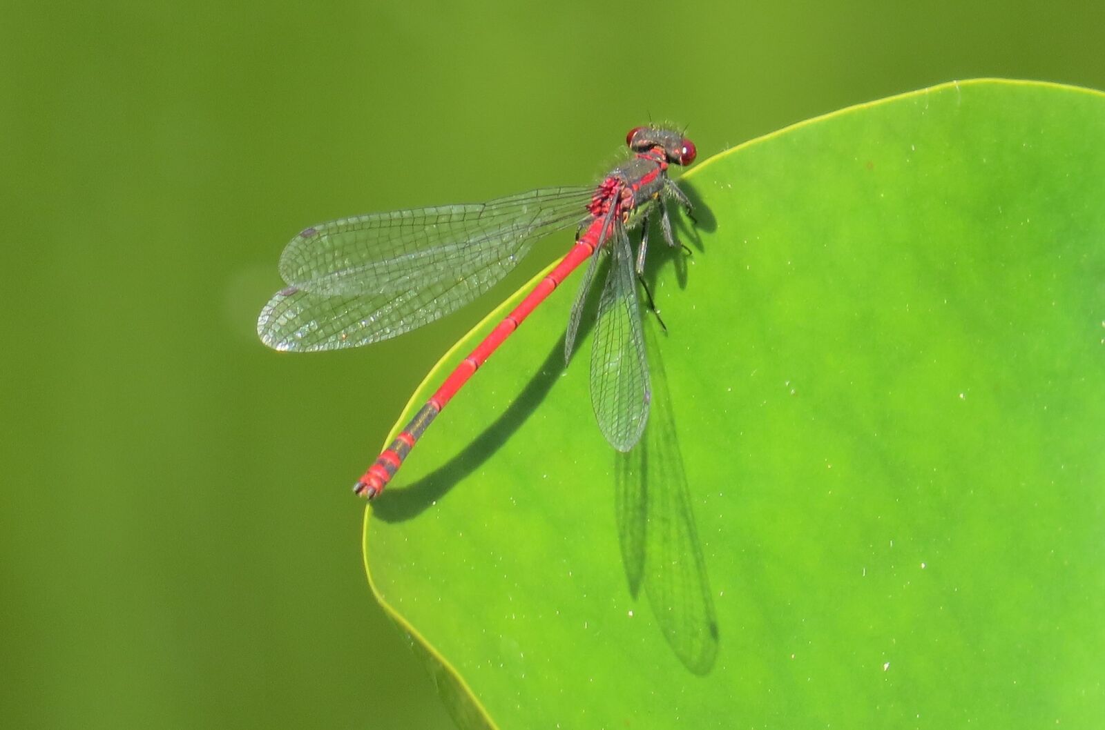 Canon PowerShot SX50 HS sample photo. Dragonfly, pond, insect photography