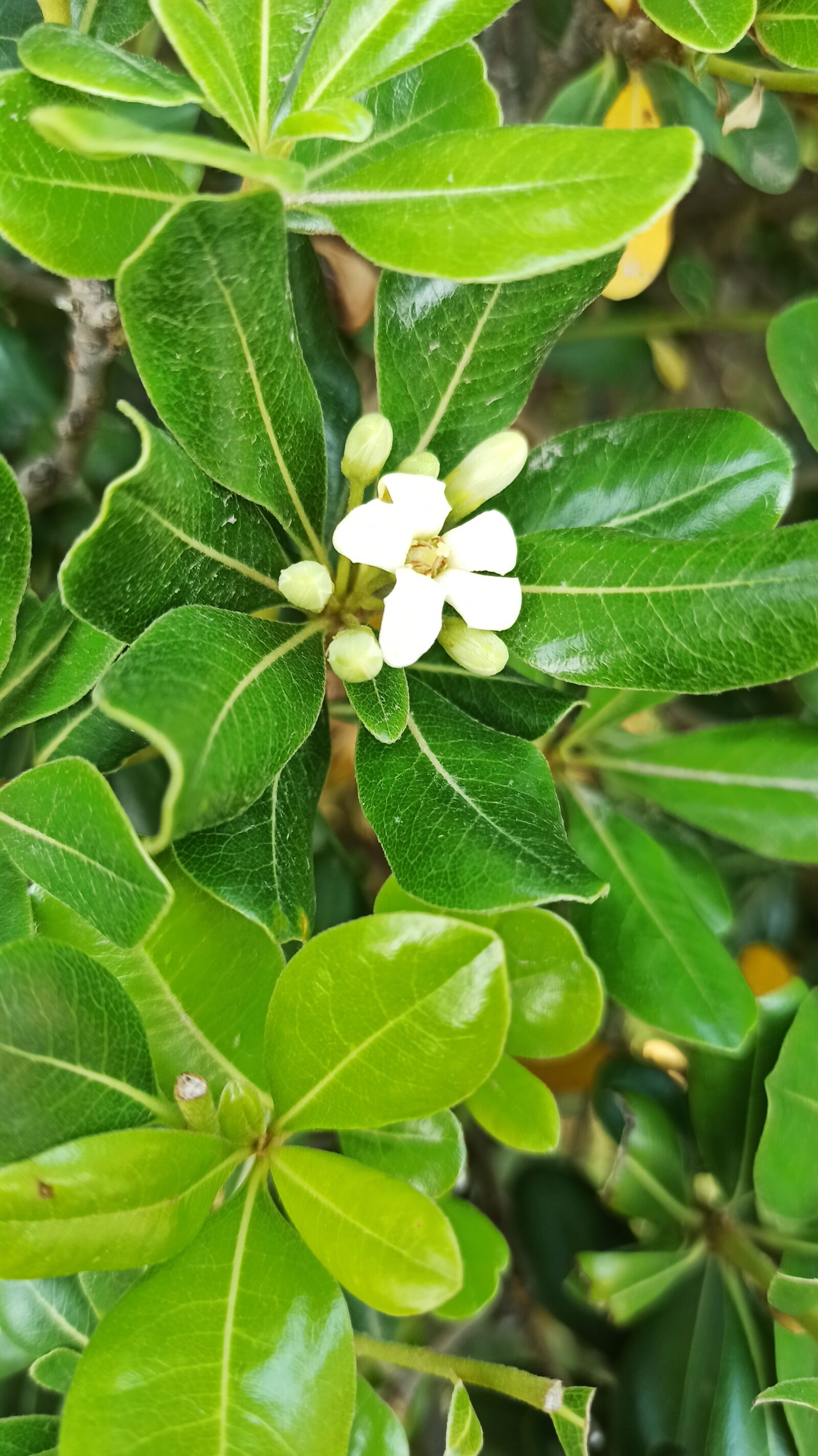 Xiaomi Redmi Note 8 Pro sample photo. White, flowering, beautiful photography