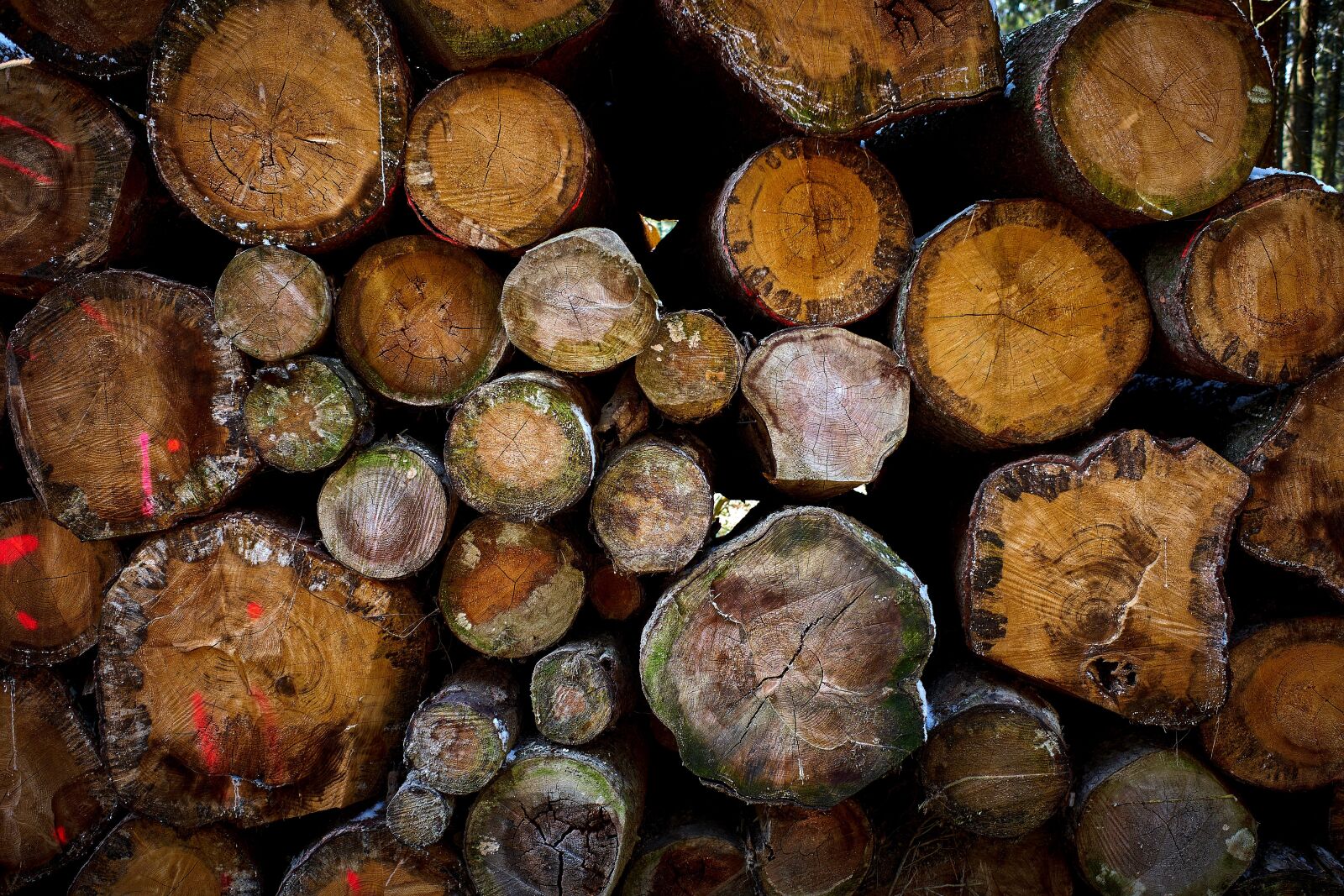 Fujifilm X-E2S sample photo. Holzstapel, wood pile, wood photography