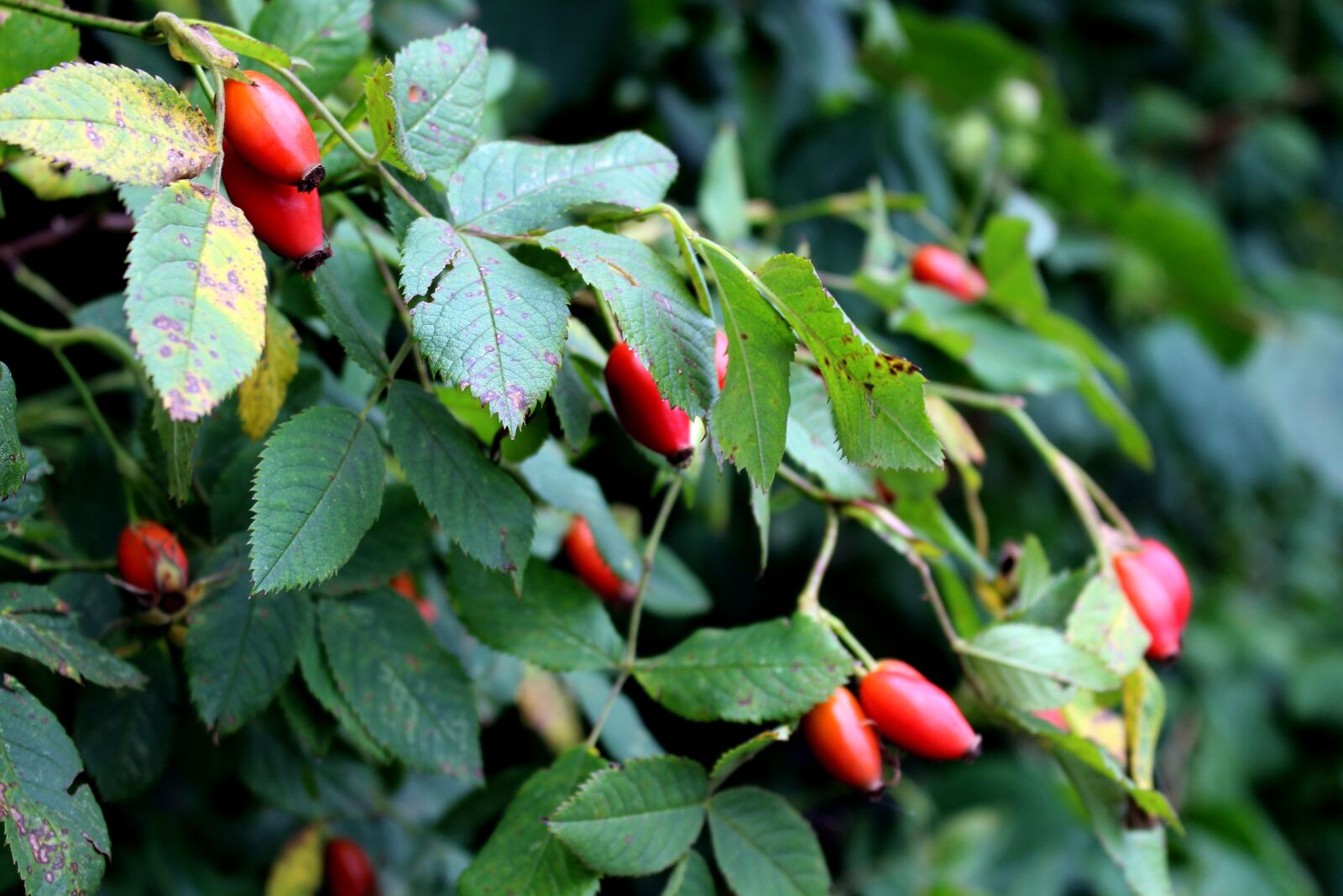 Canon EOS 700D (EOS Rebel T5i / EOS Kiss X7i) sample photo. Rose hip, plant, nature photography