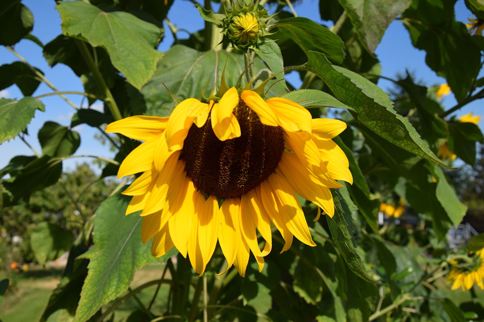 Nikon D3300 sample photo. Sunflower, plant, yellow photography