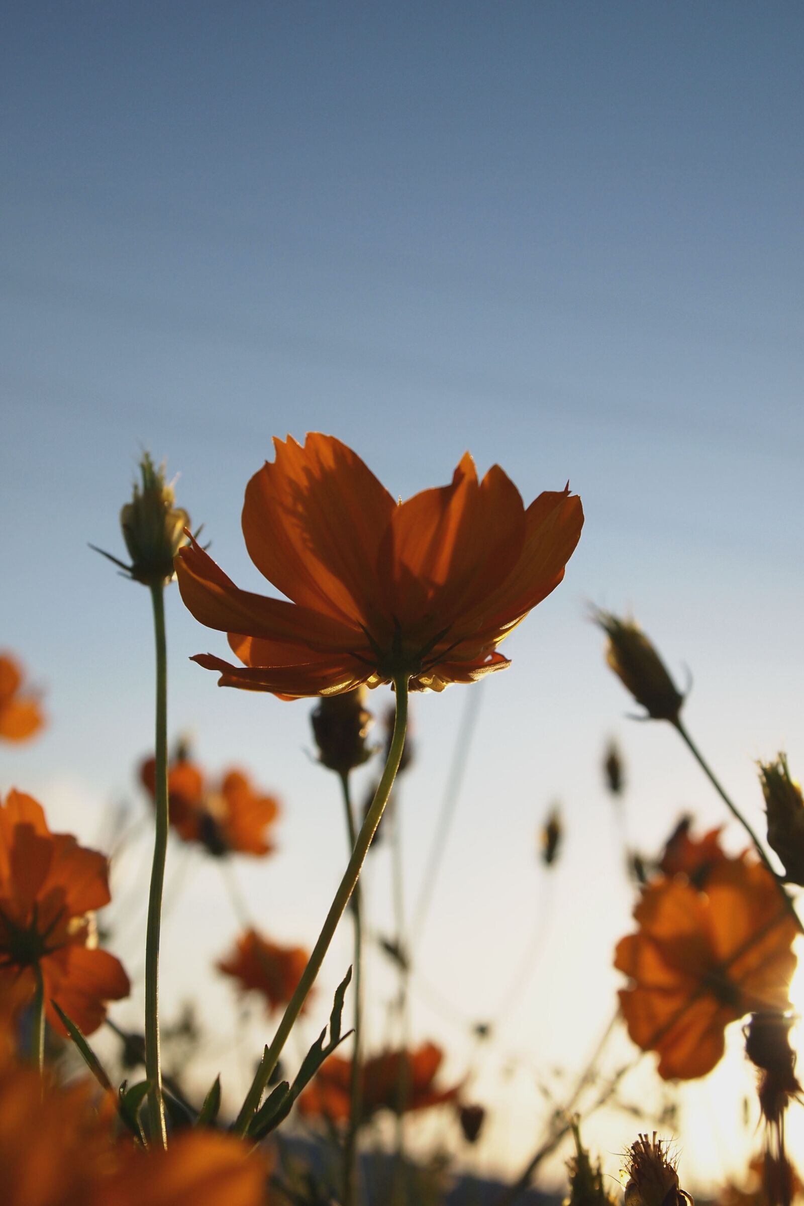 Olympus PEN E-PL1 sample photo. Flowers, plant, romance photography