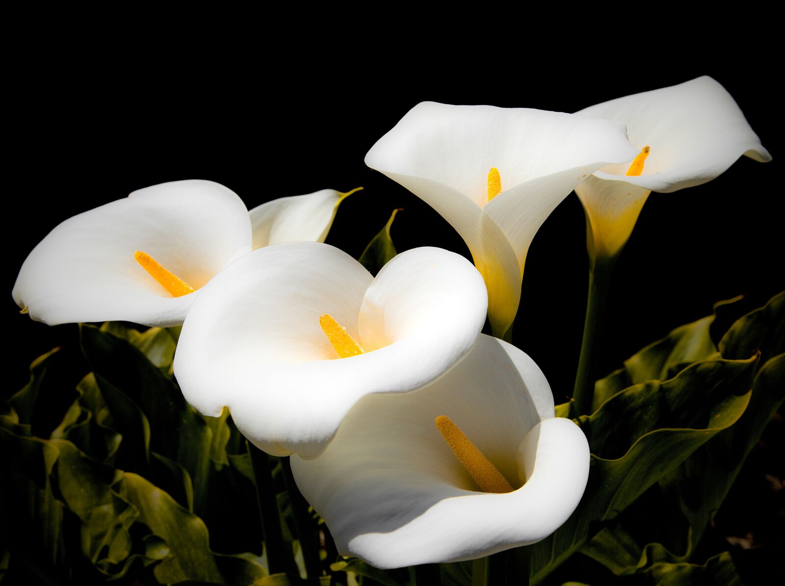 Canon EOS 5D Mark II sample photo. Calla lilies, lilies, white photography