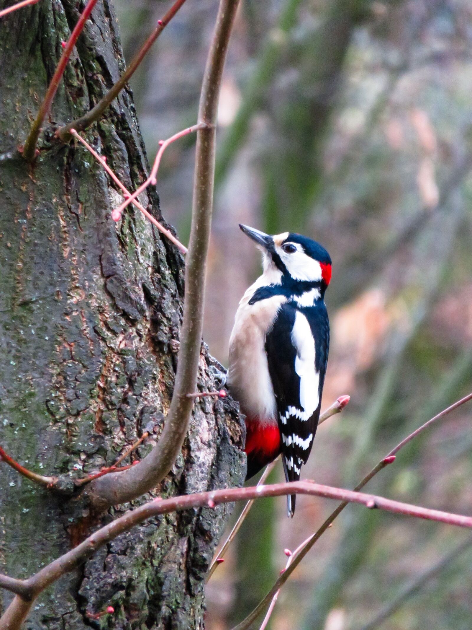 Canon PowerShot SX710 HS sample photo. Animals, bird, woodpecker photography