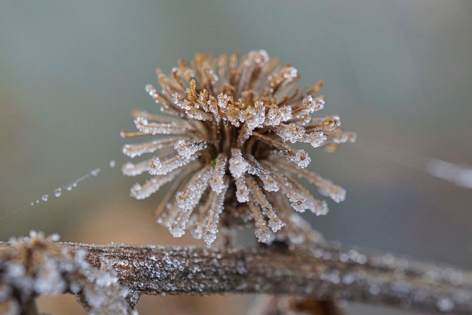 Sony a5100 + Sony E 30mm F3.5 Macro sample photo. Frost, frosty, eiskristalle photography