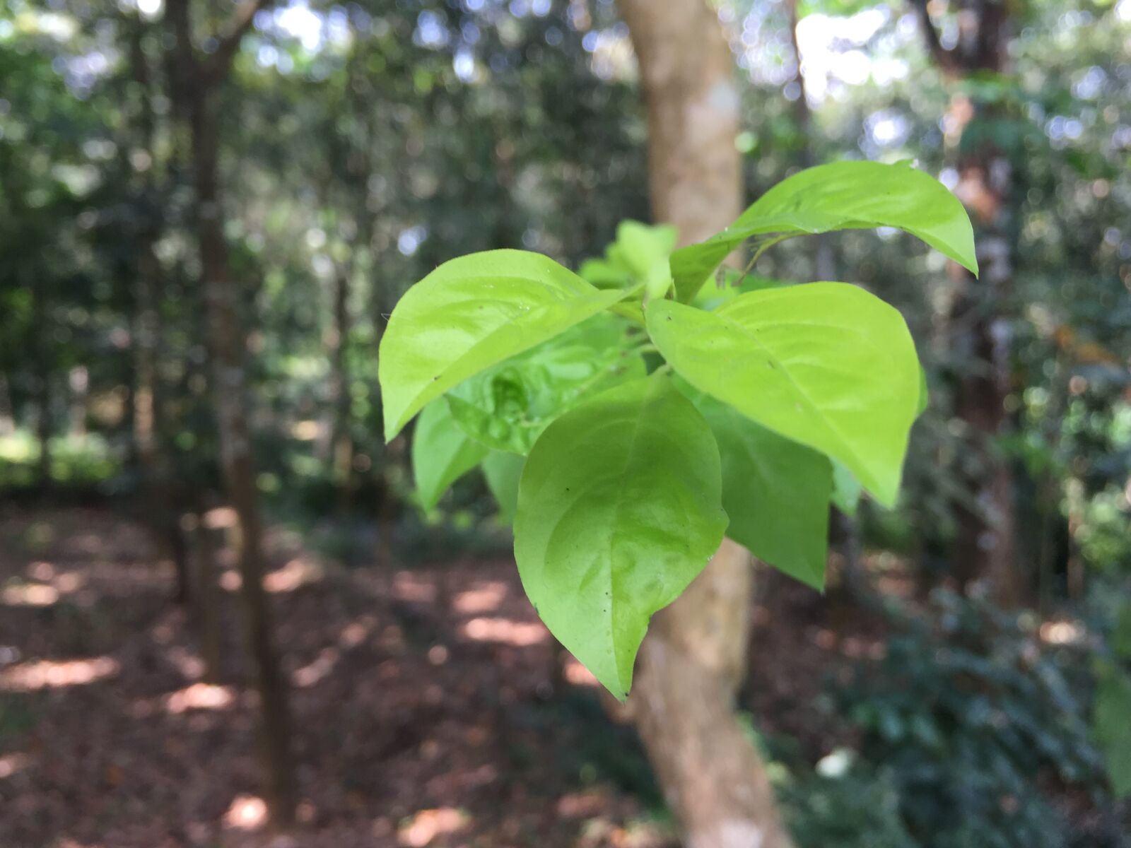 Apple iPhone 6 sample photo. Leaves photography